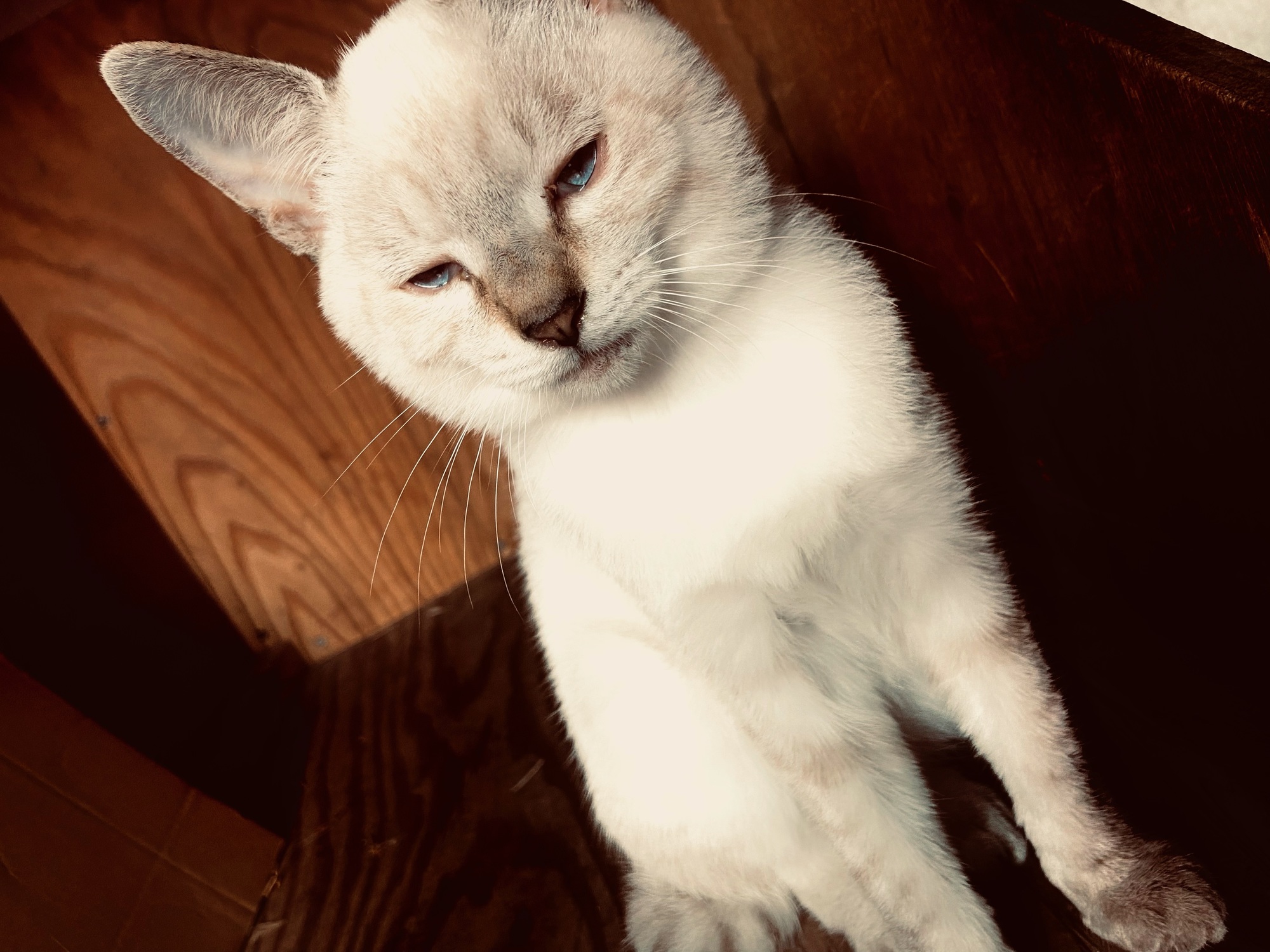 猫