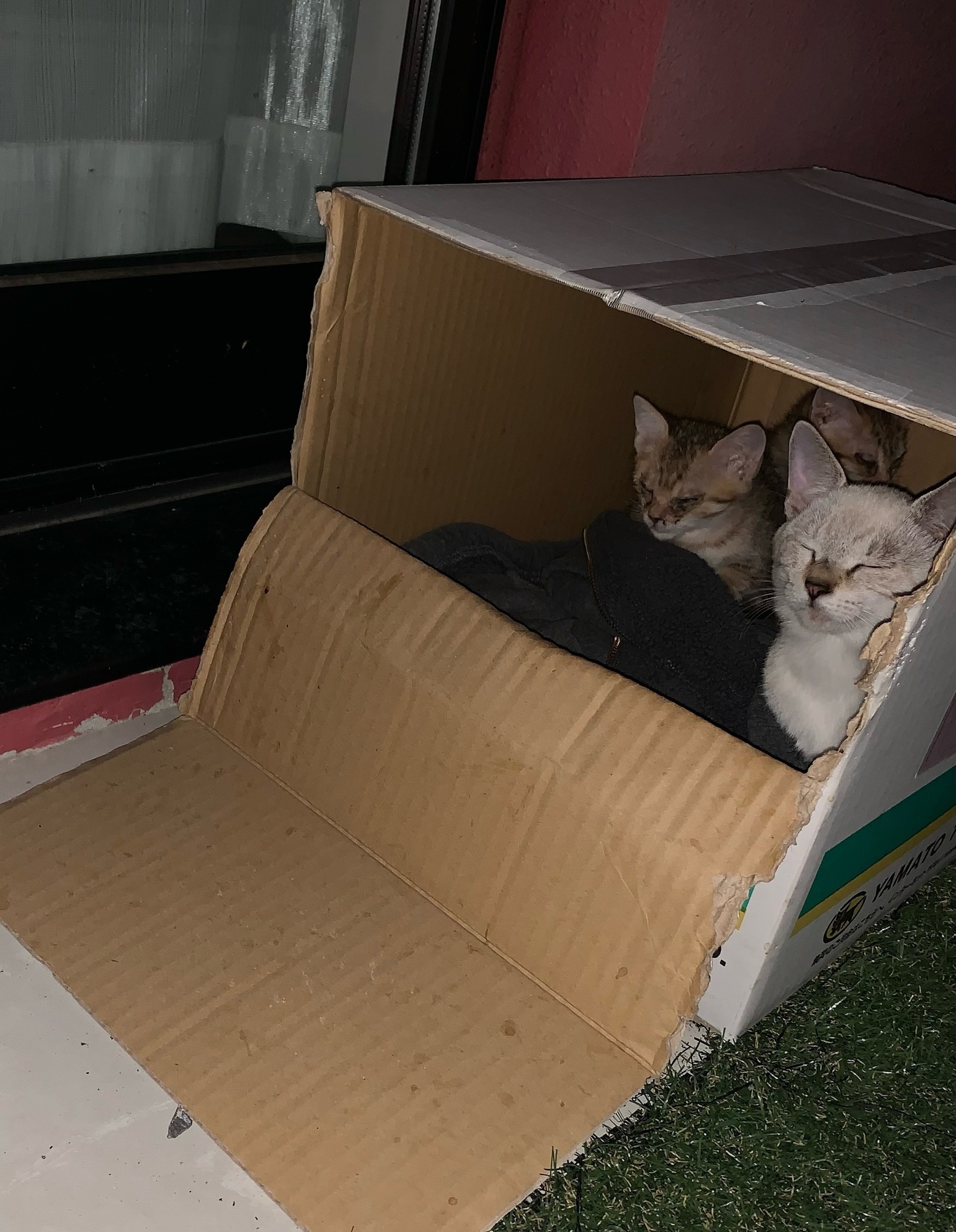 子猫成長日記番外編