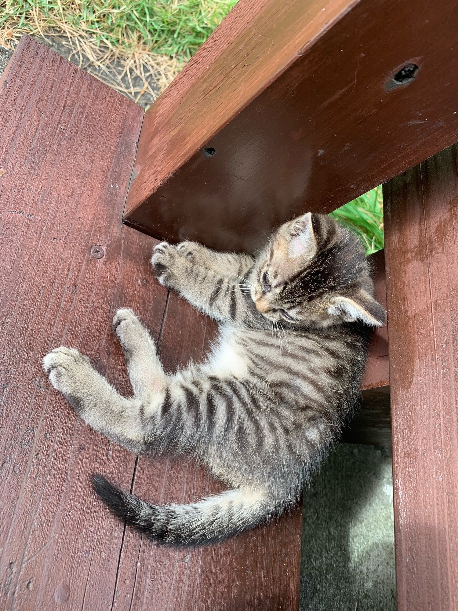 子猫成長日記番外編2