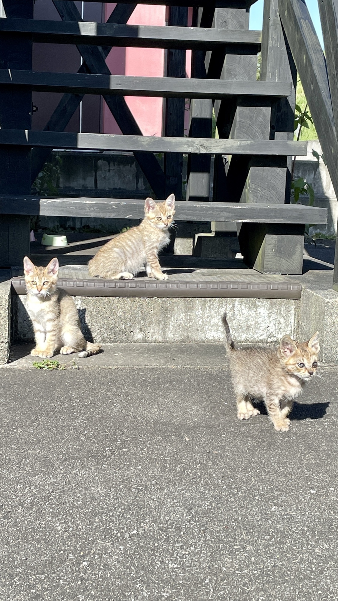 しょこたん、子猫元気だよ！