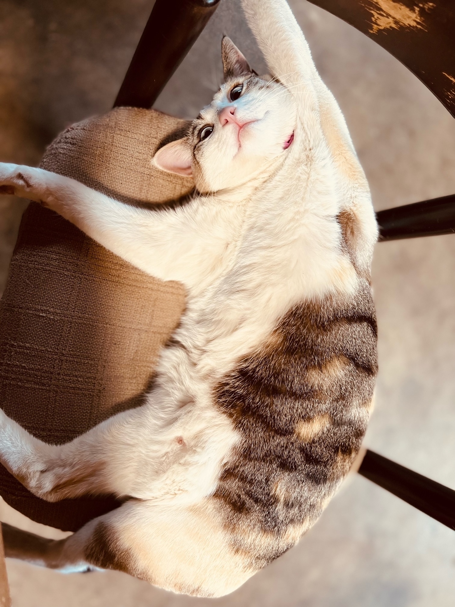 我が家の猫たち