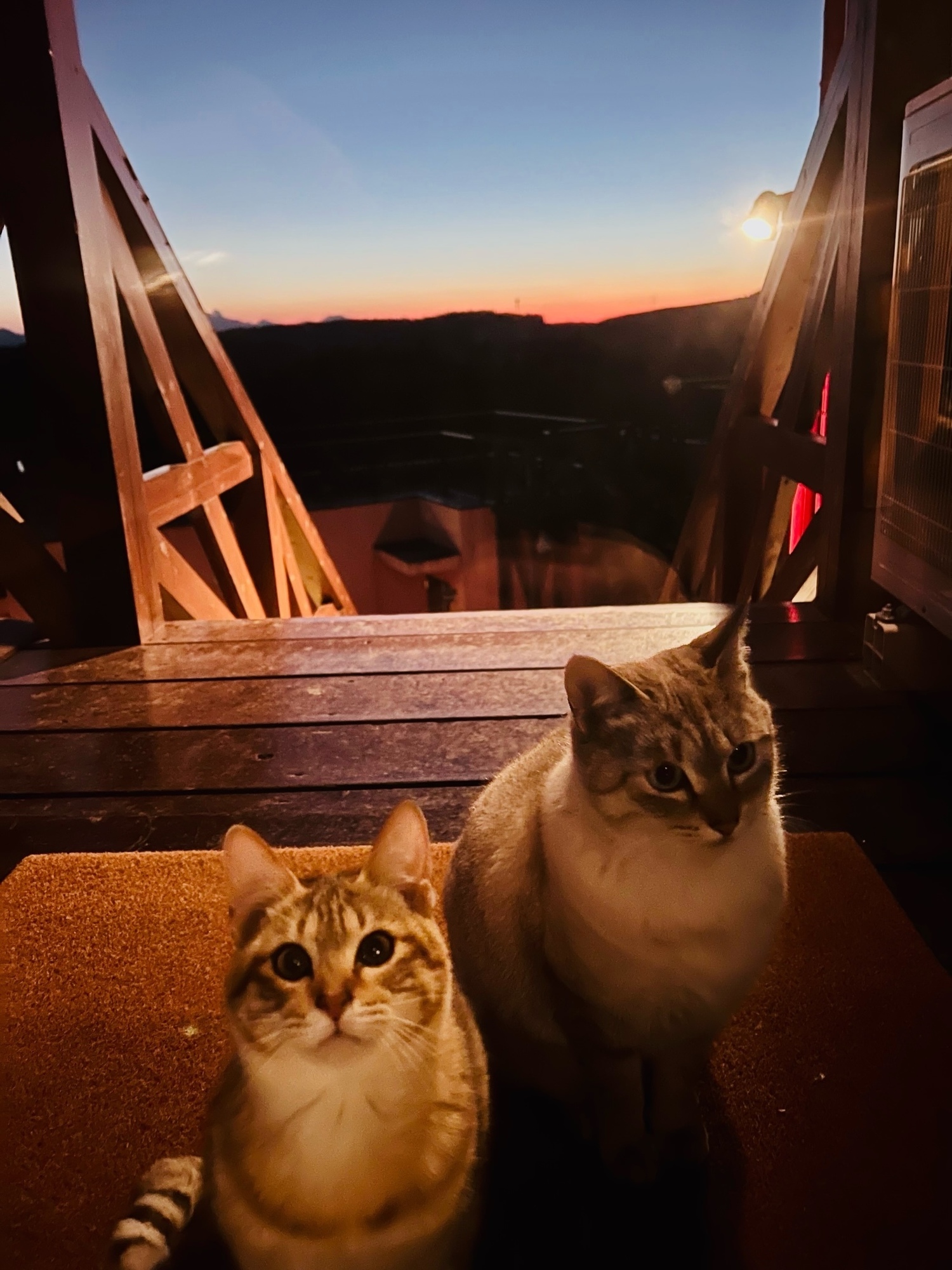 Neko&Sunset