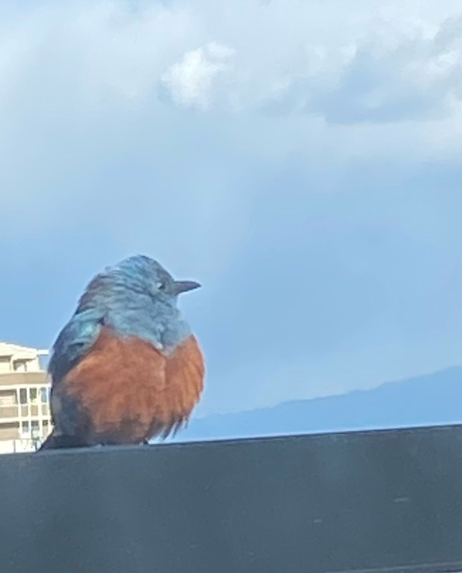 鳥