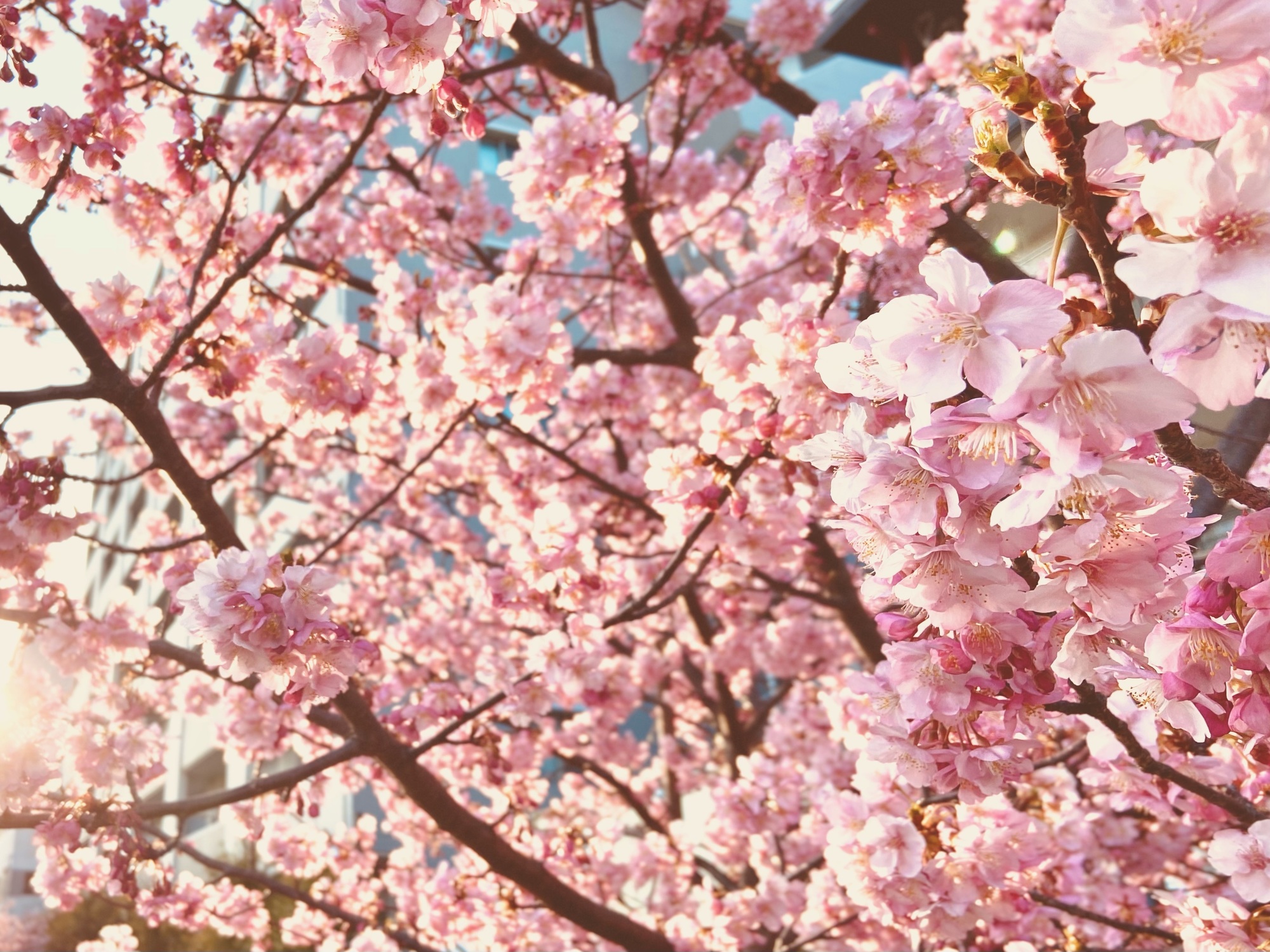 SAKURA