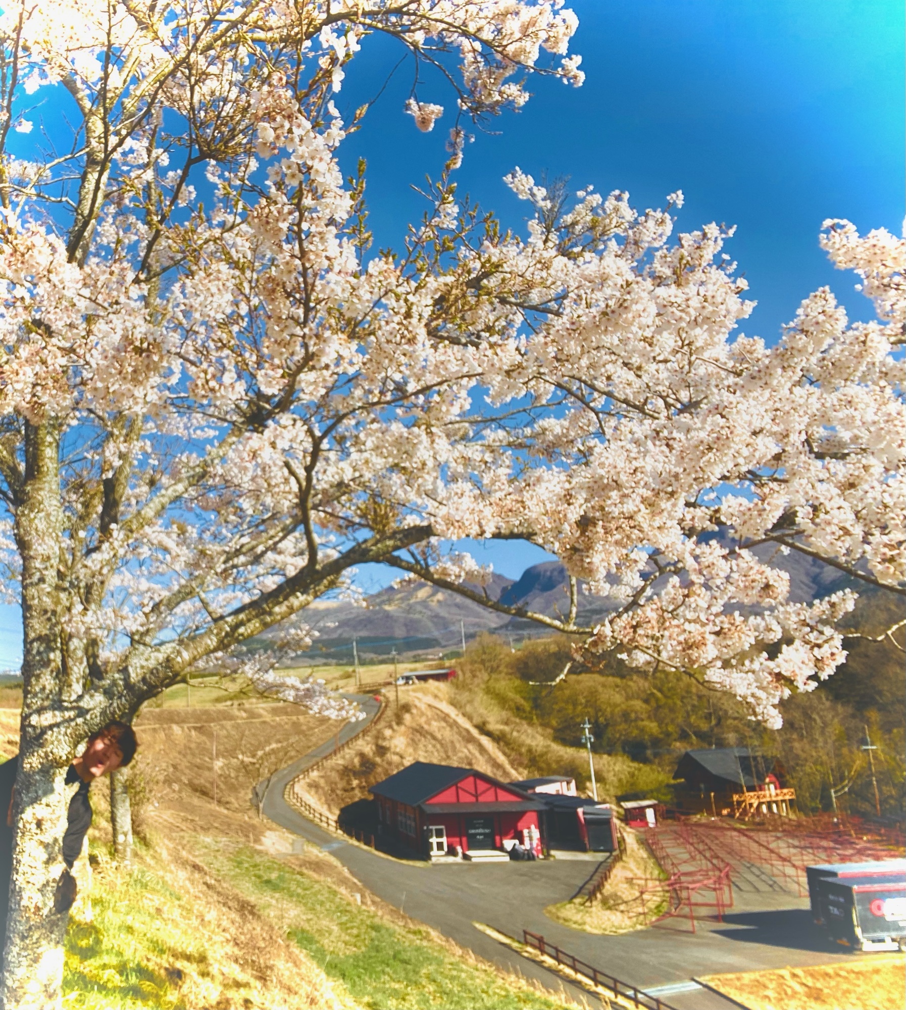 桜