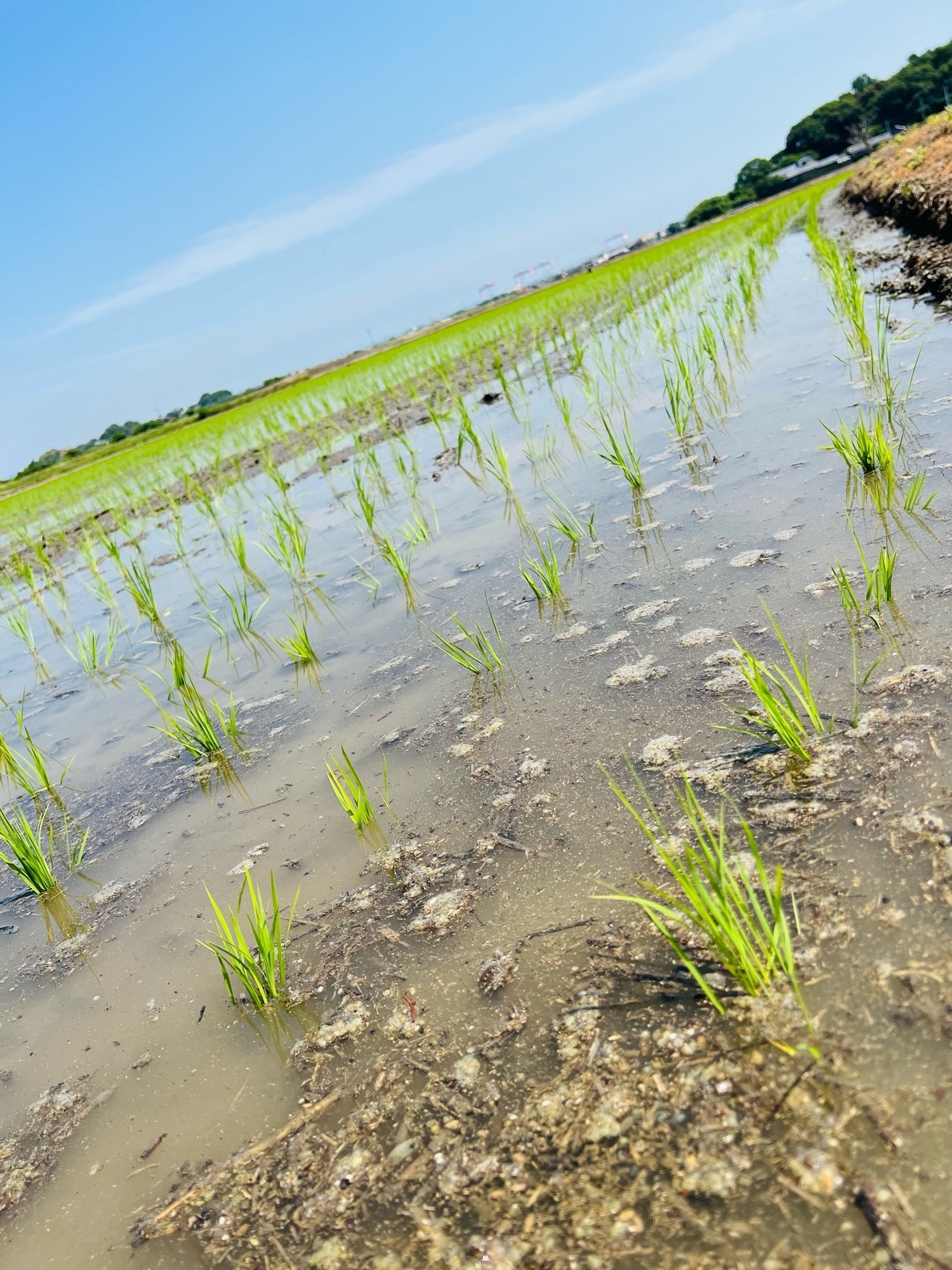 地元ランニング🏃