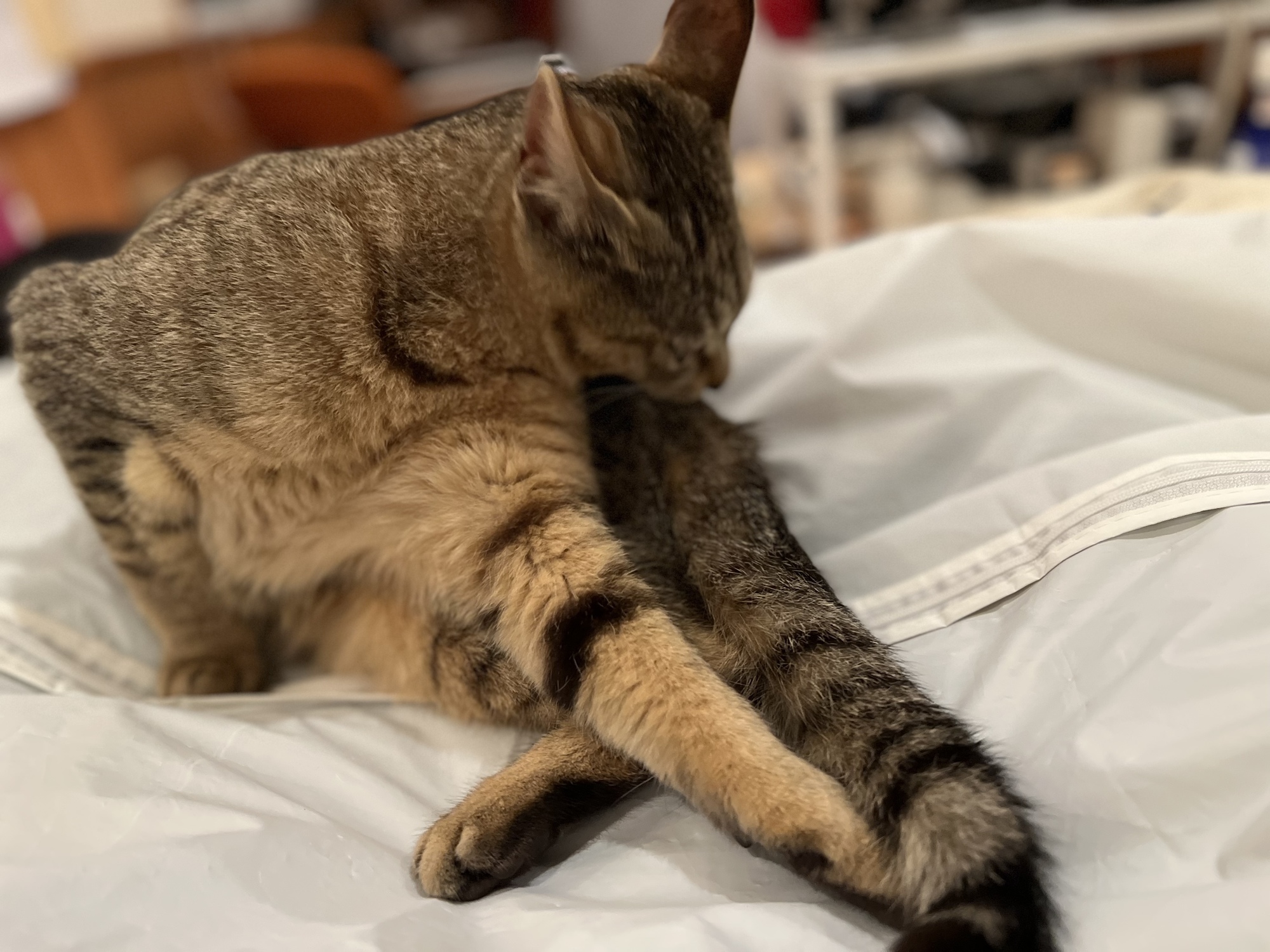 Kagoshima、Miyazaki