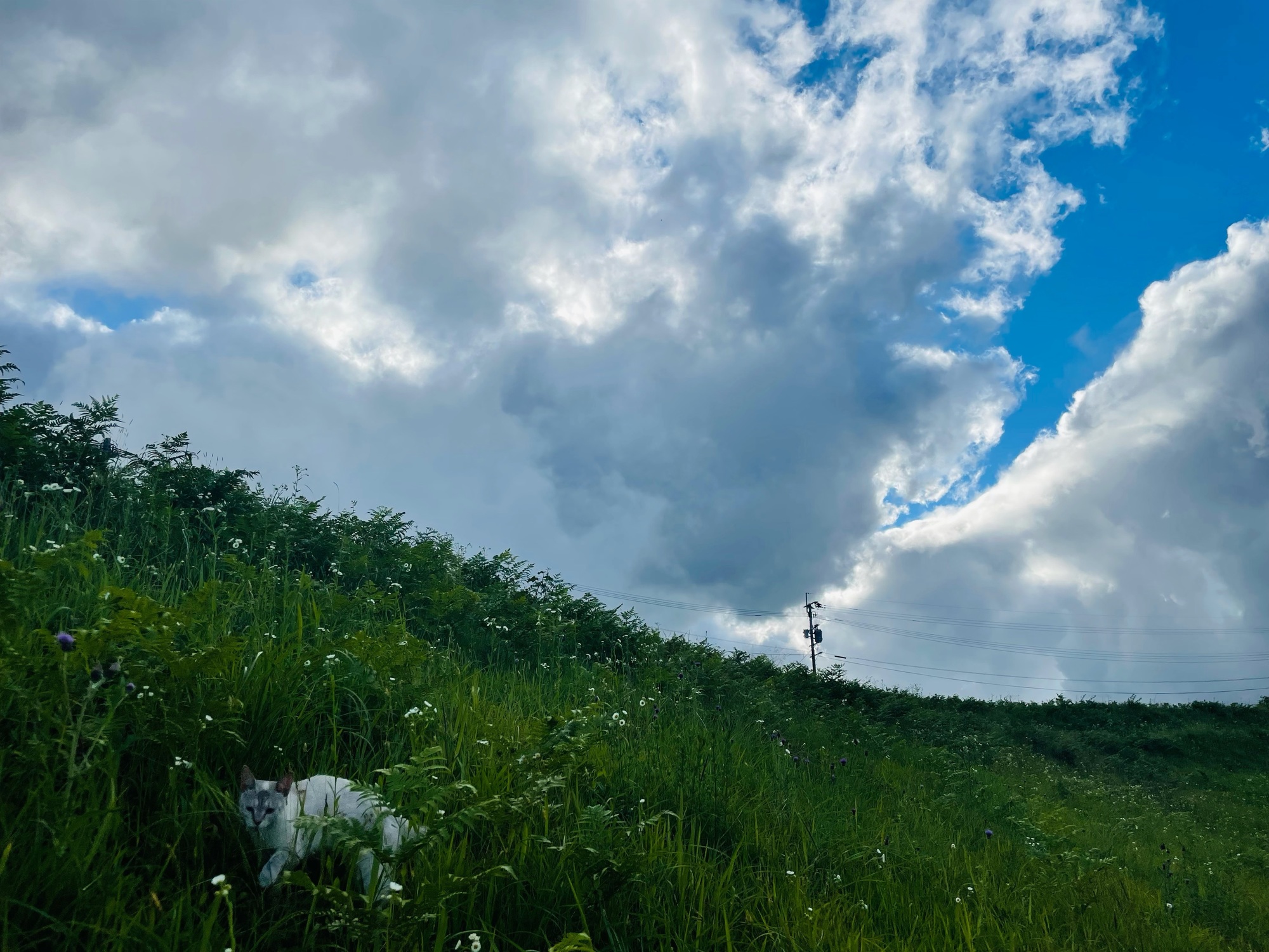 わったんと久住の空