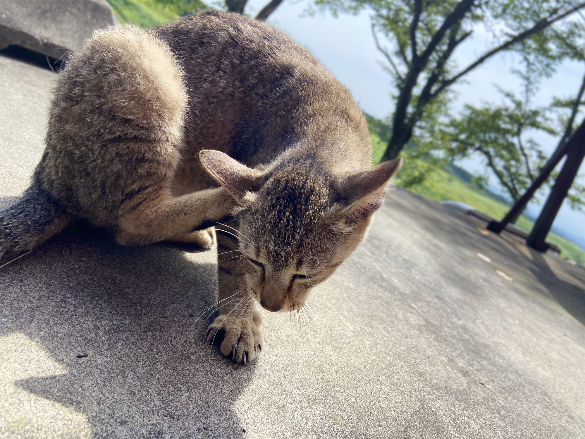 🐾
