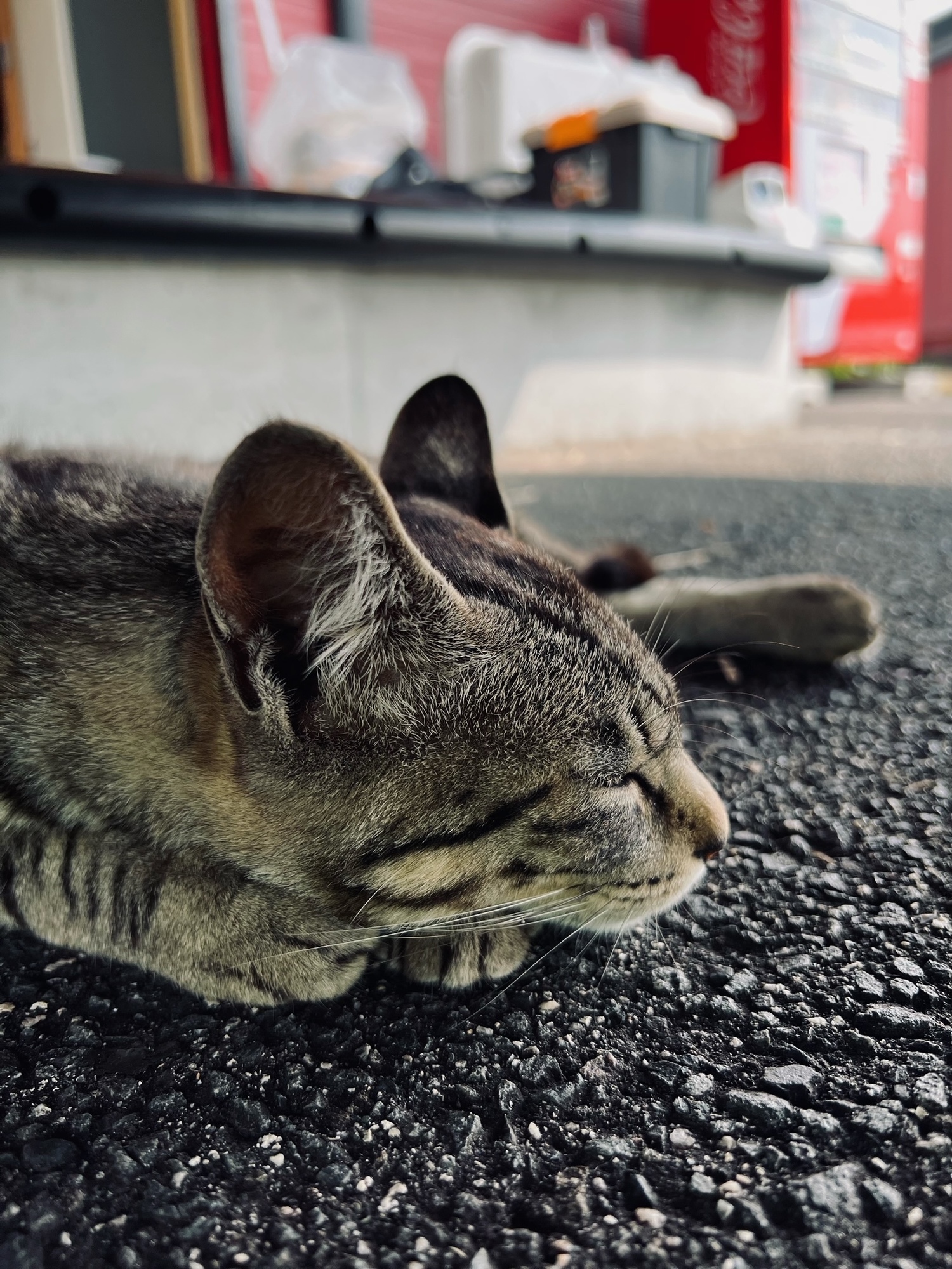 気持ちよさそやなーおいー