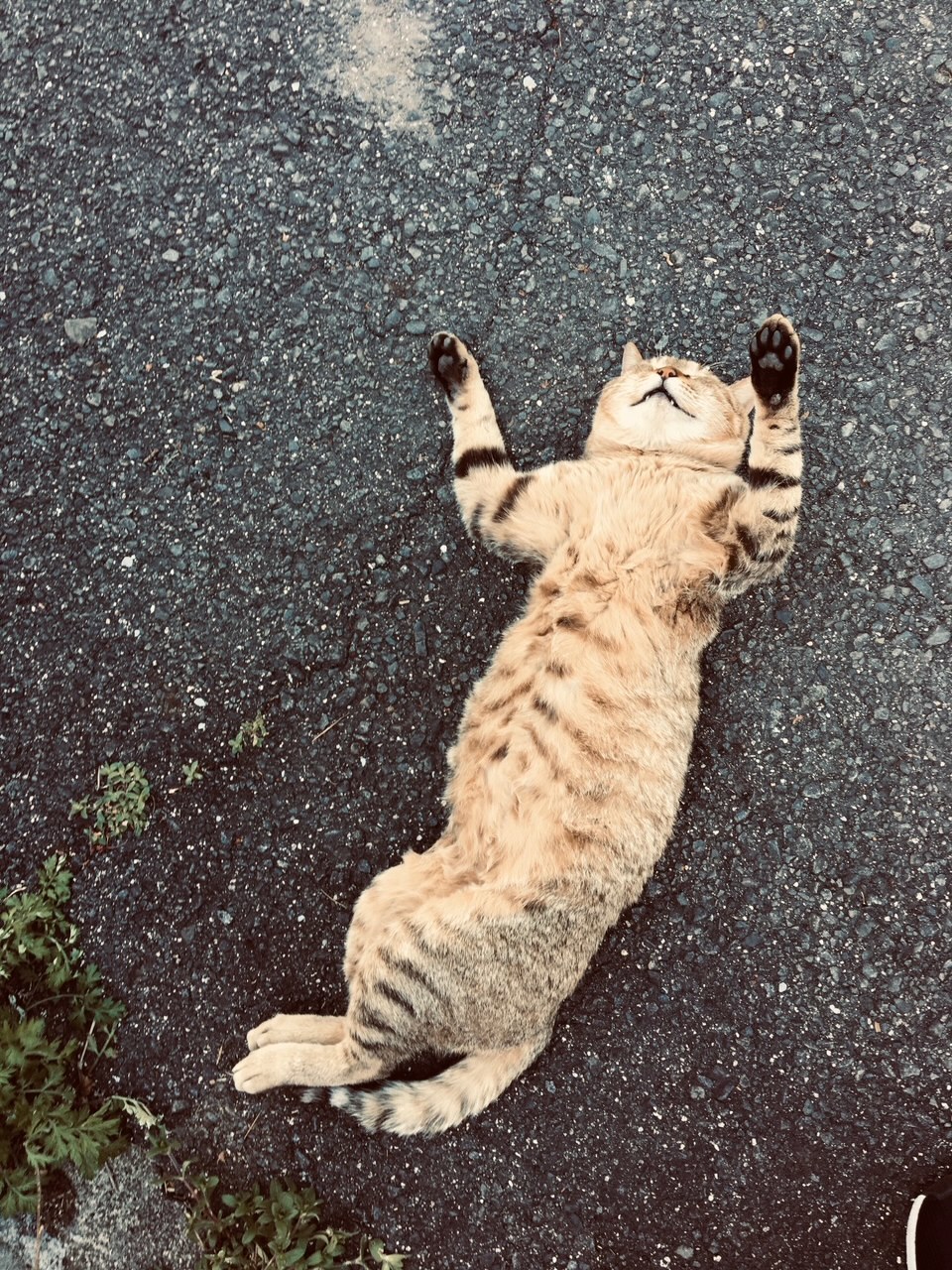 お手上げだニャー