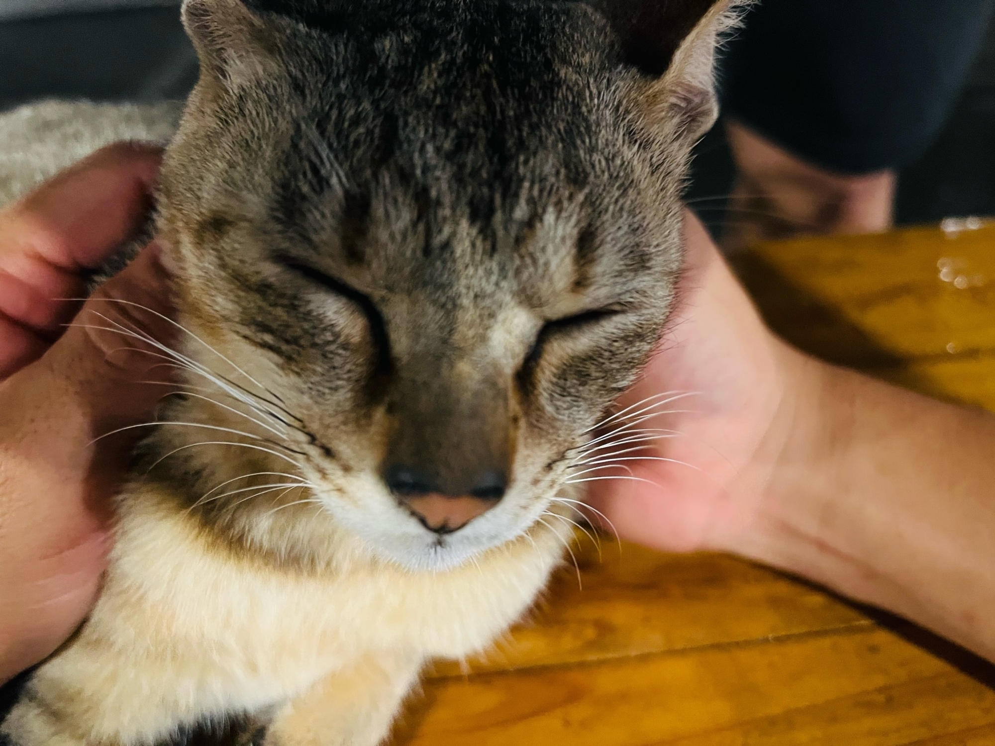 お疲れニャンコ