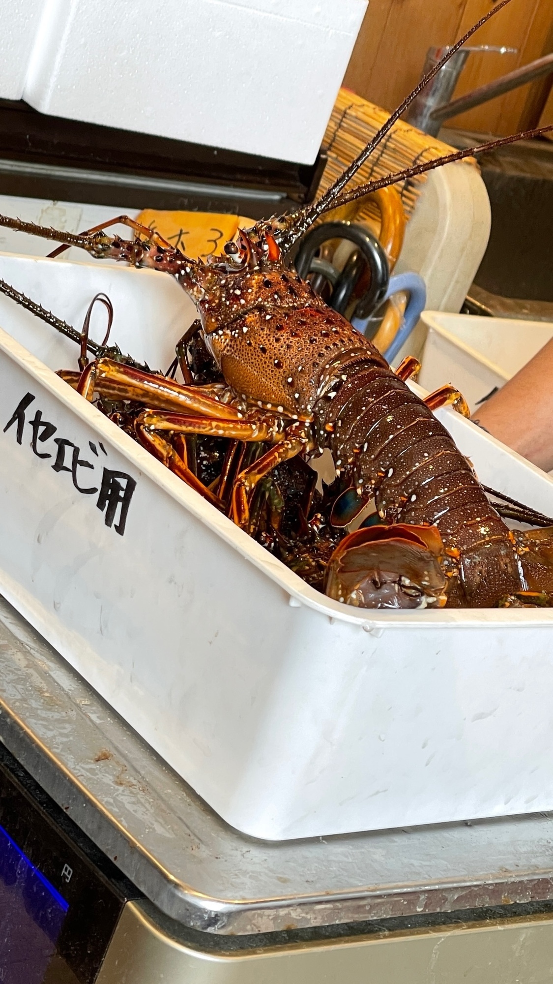 伊勢海老🦞