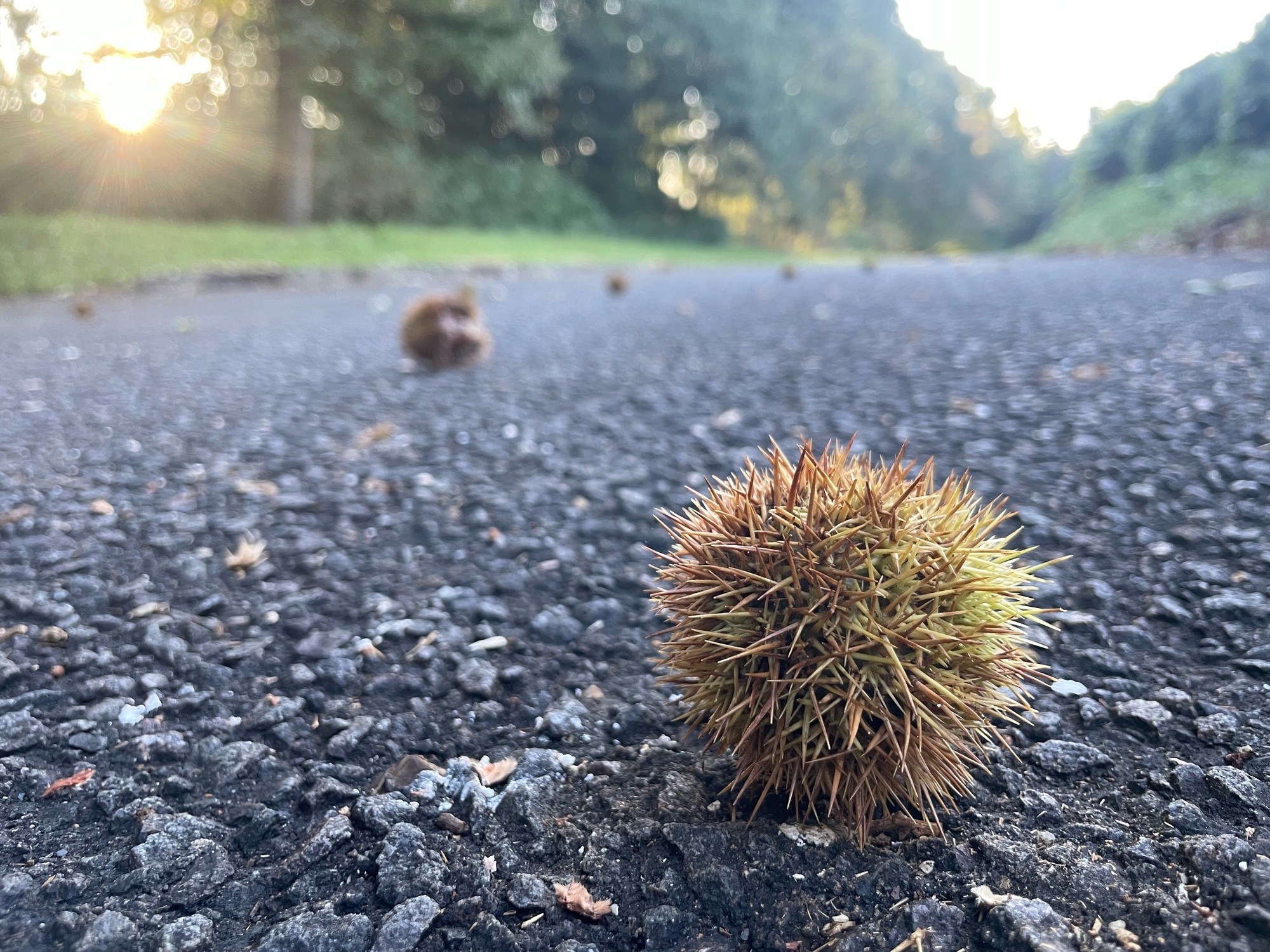 🌰