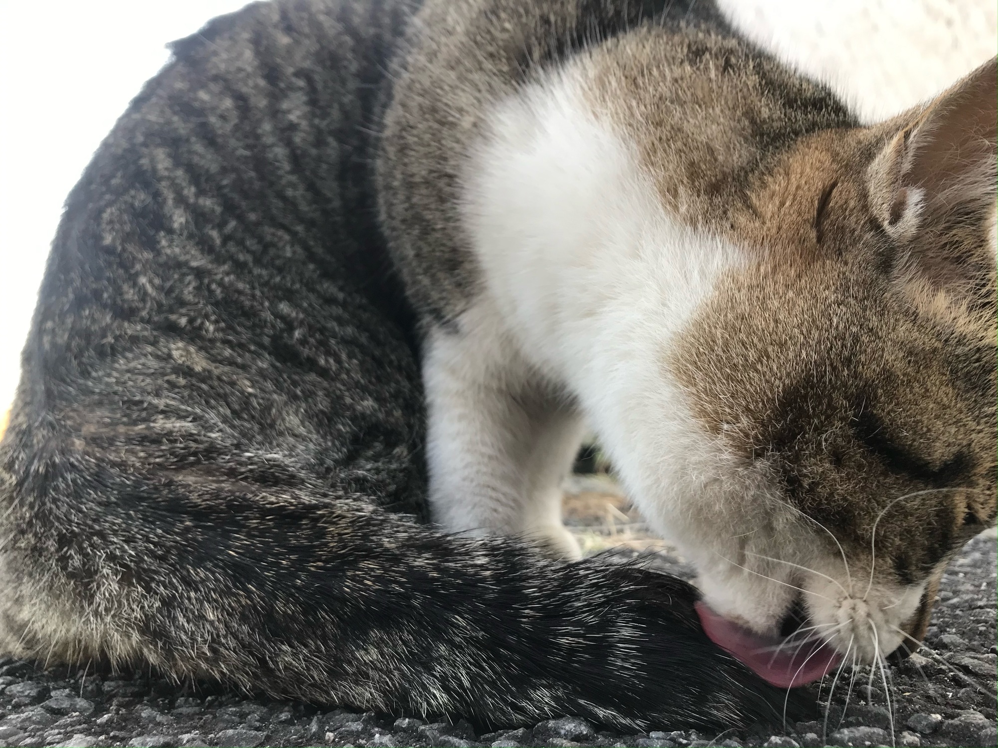 🐈