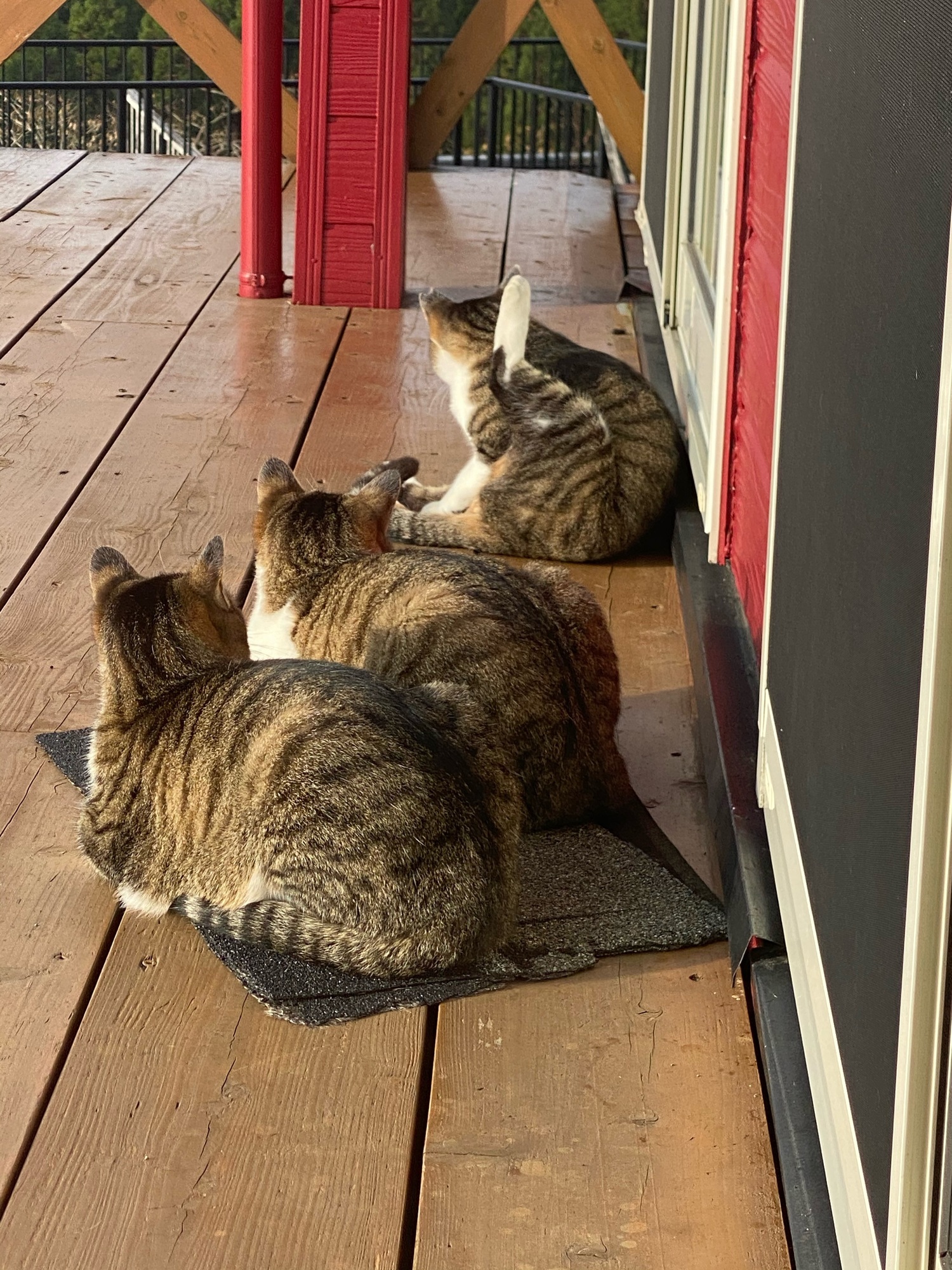 3匹の猫