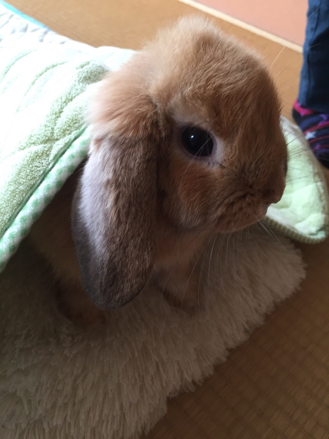 うさぎ