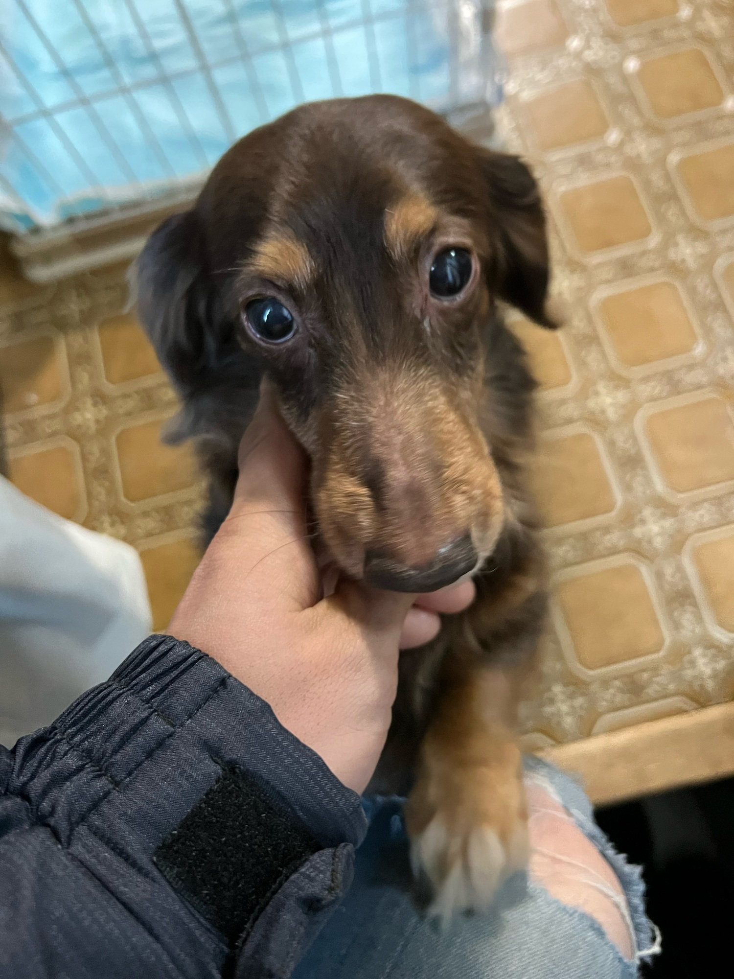 犬と猫