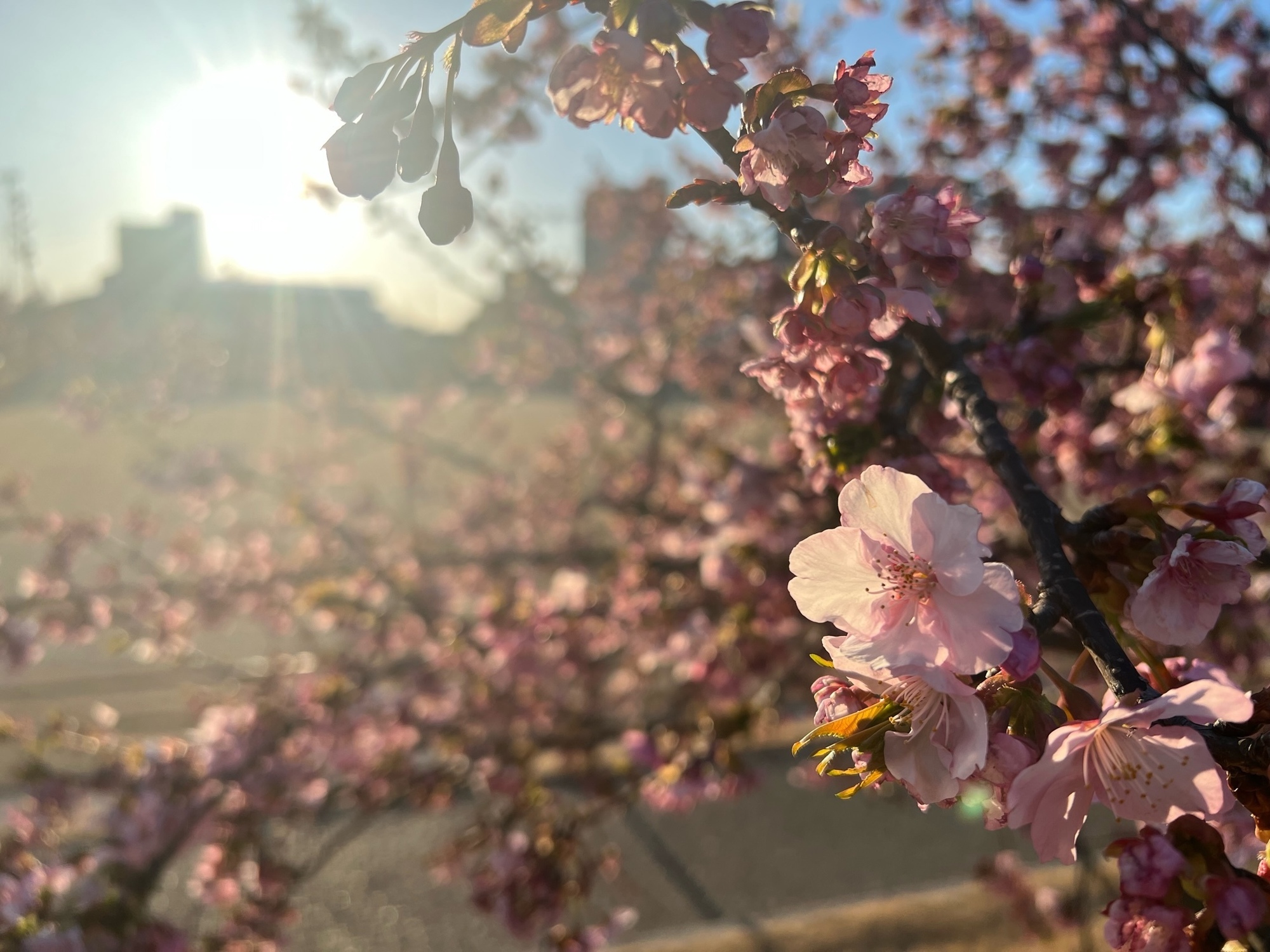 SAKURA