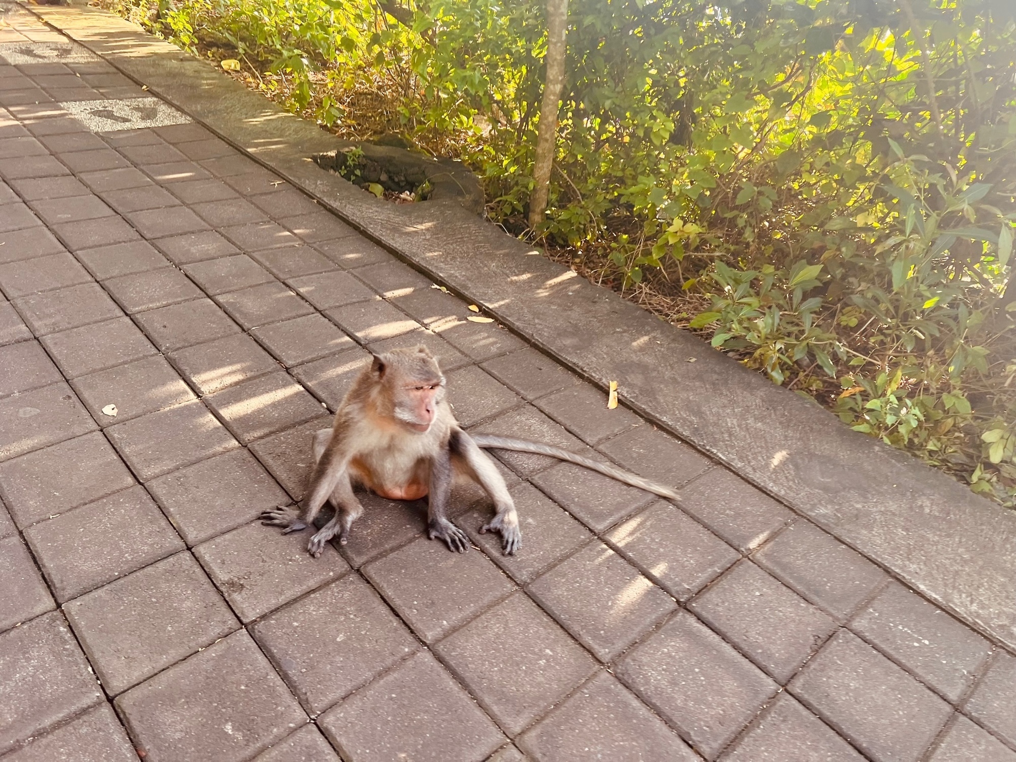 🐵
