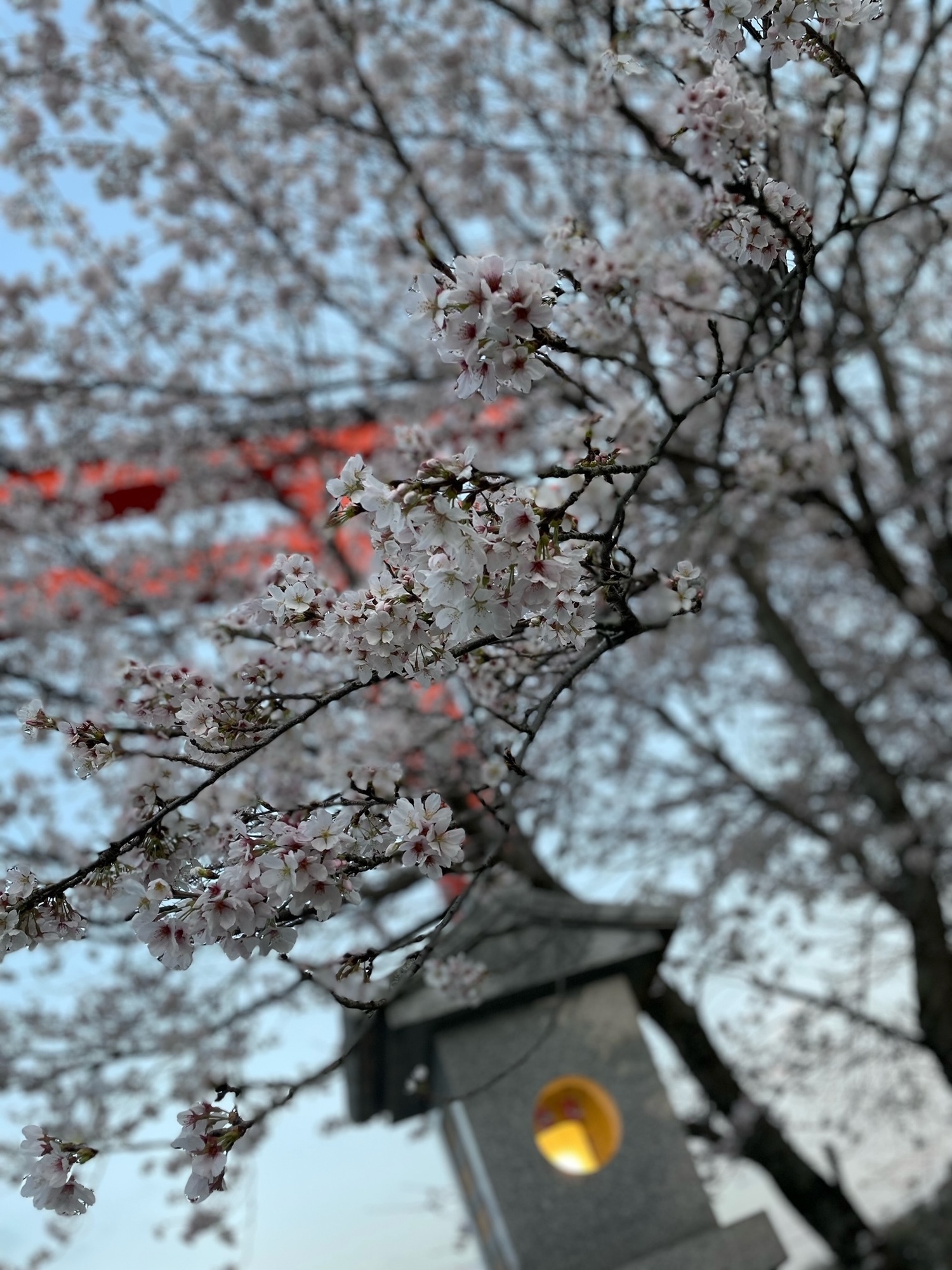 桜🌸