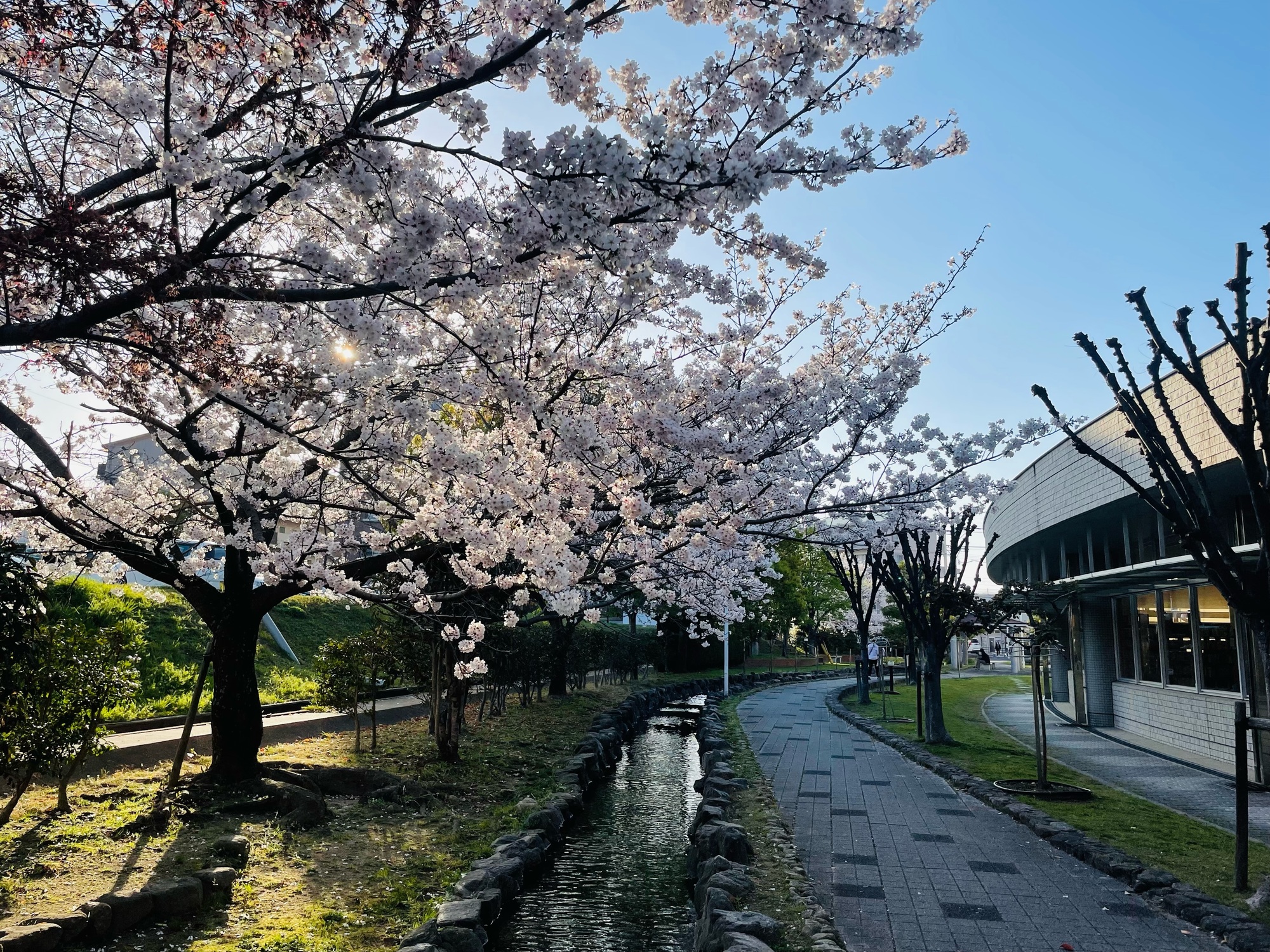 桜🌸満開🌸