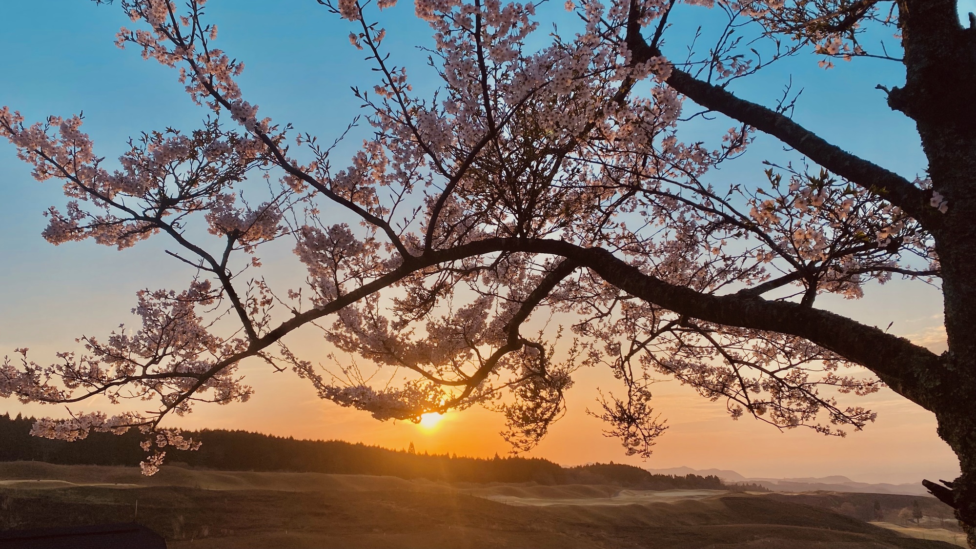 佐伯🌸