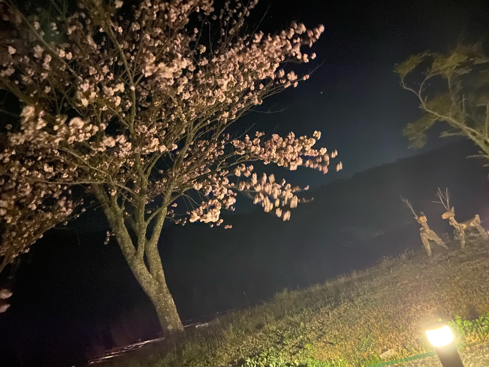 🌸