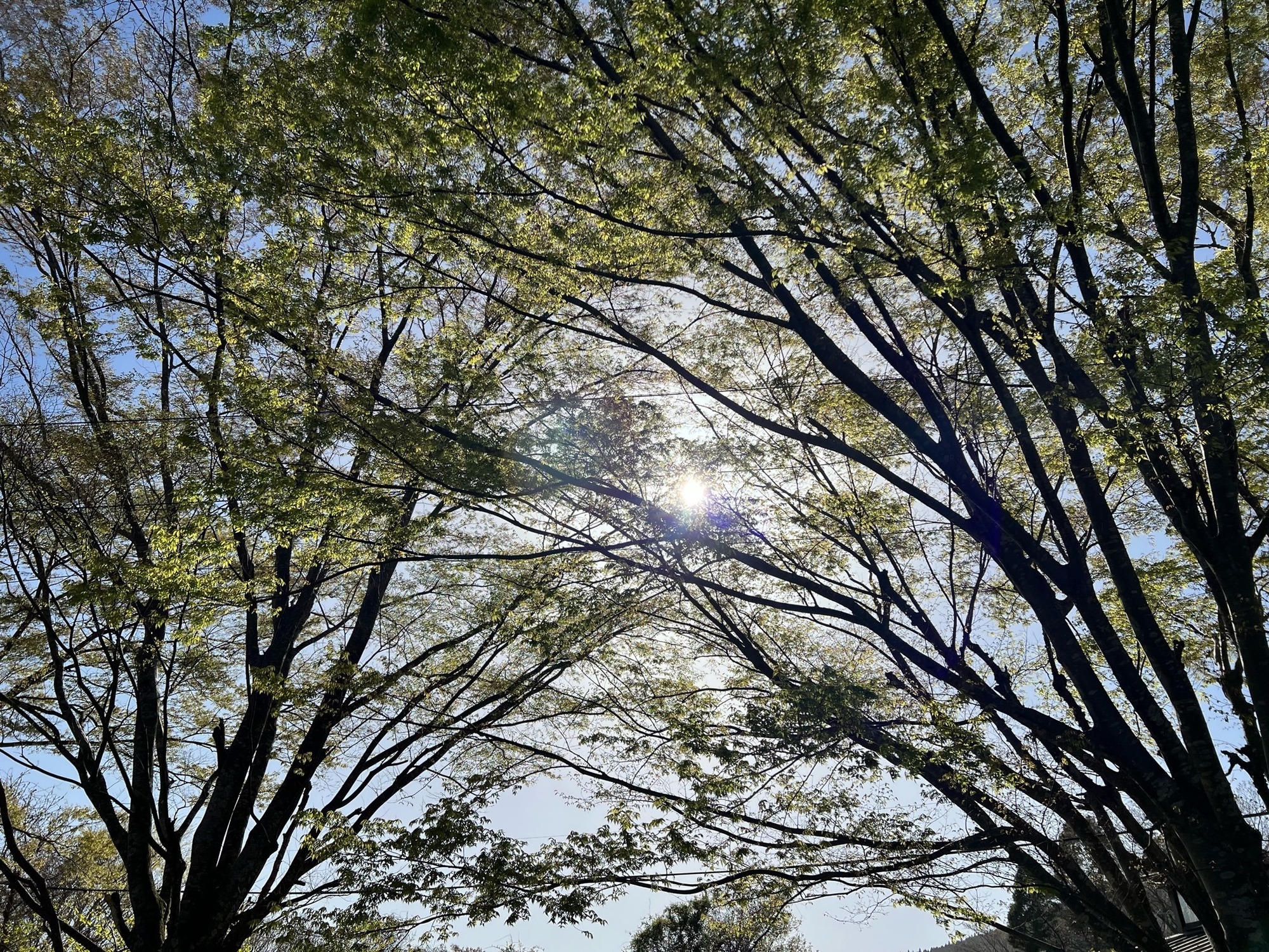 原