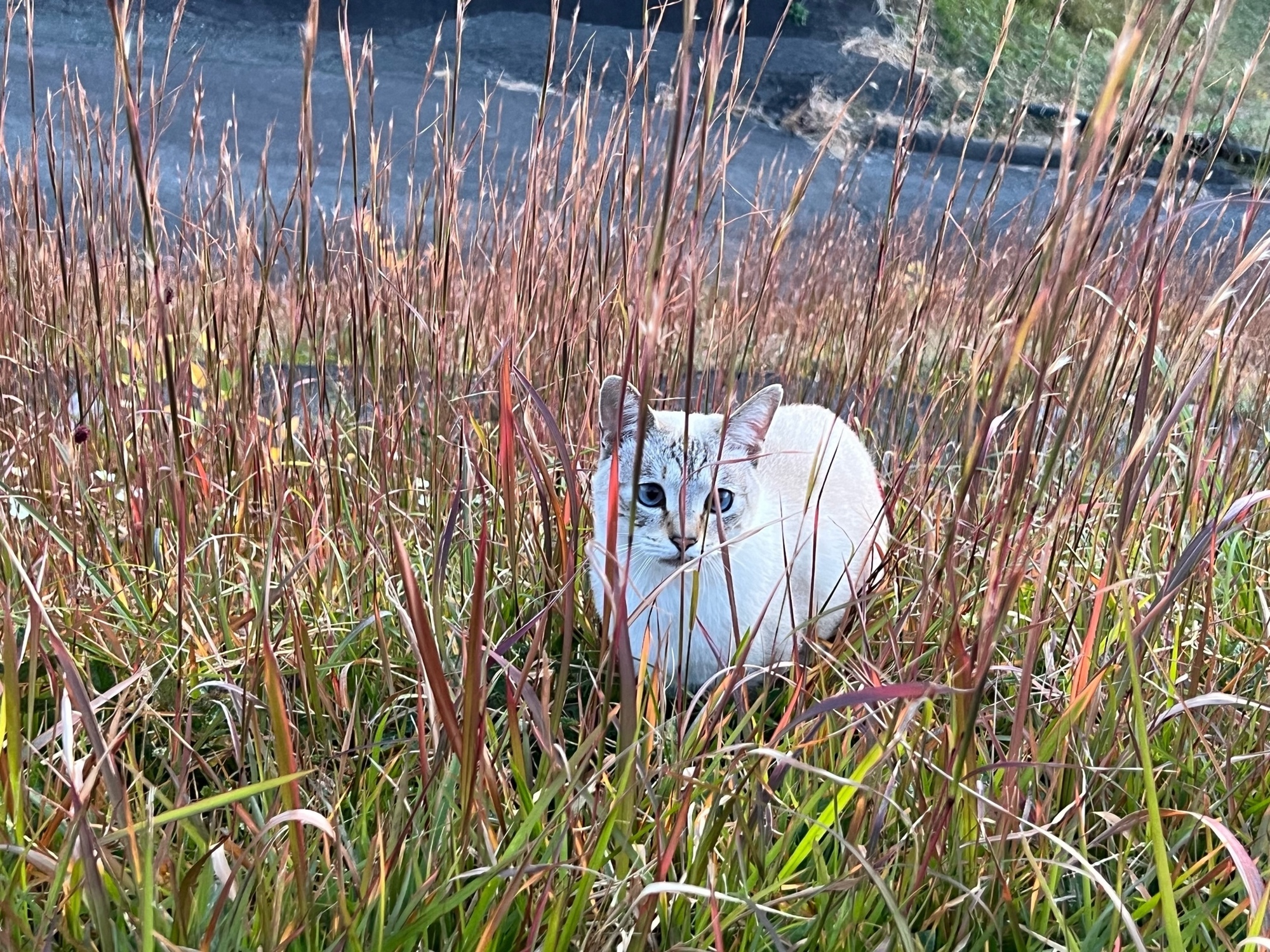 すすきの影から