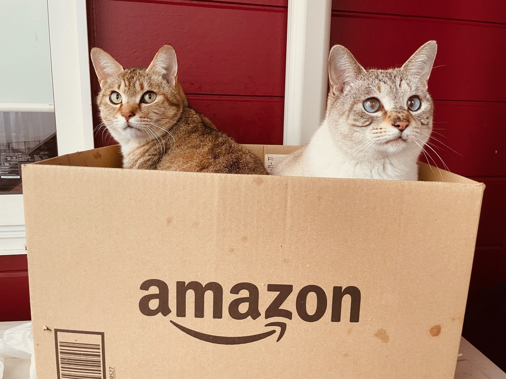 Amazon