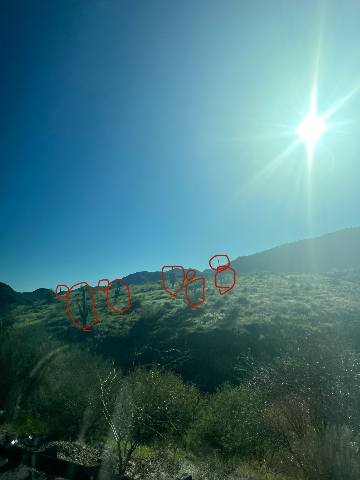 🌵