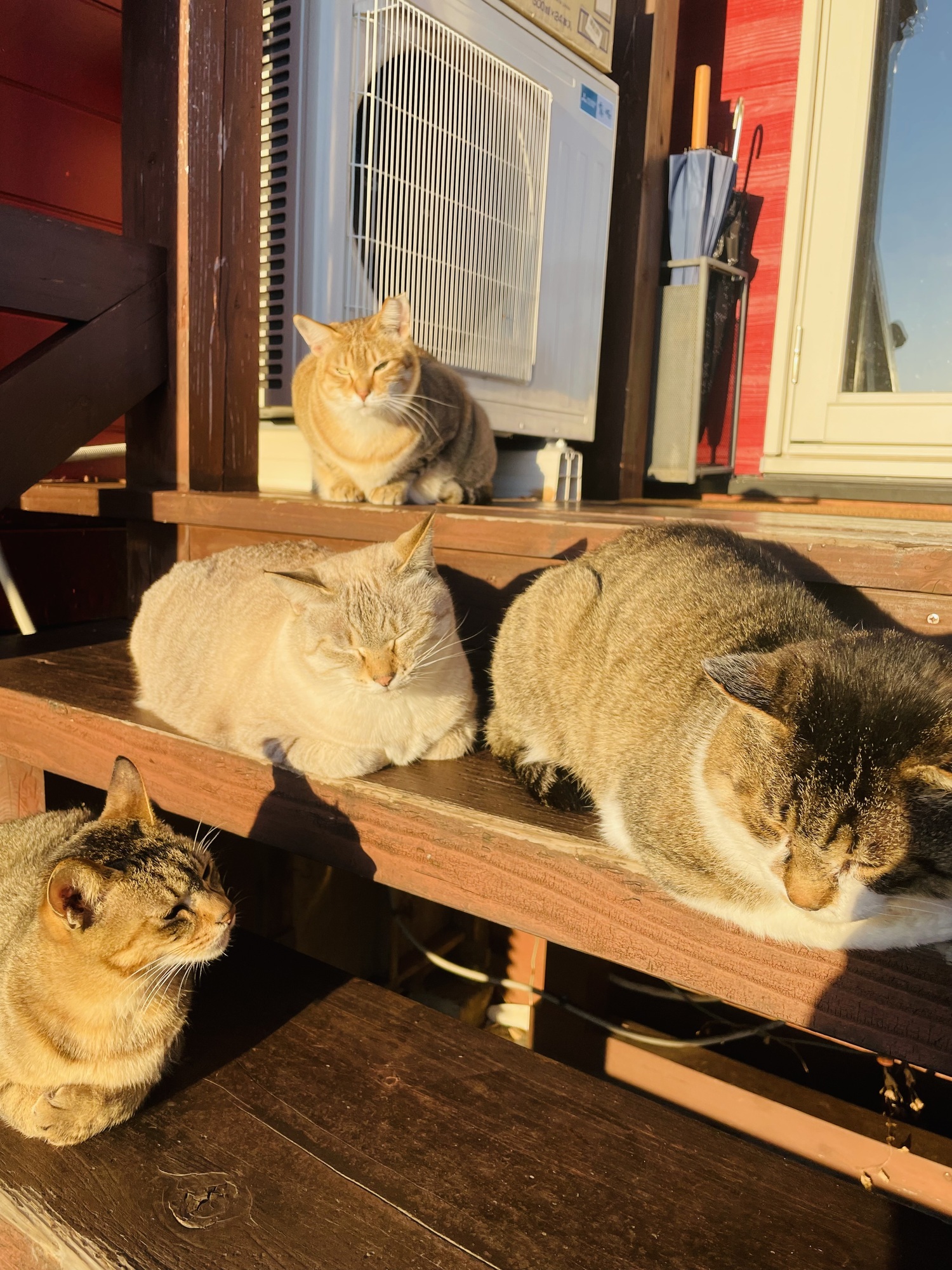 Catsra