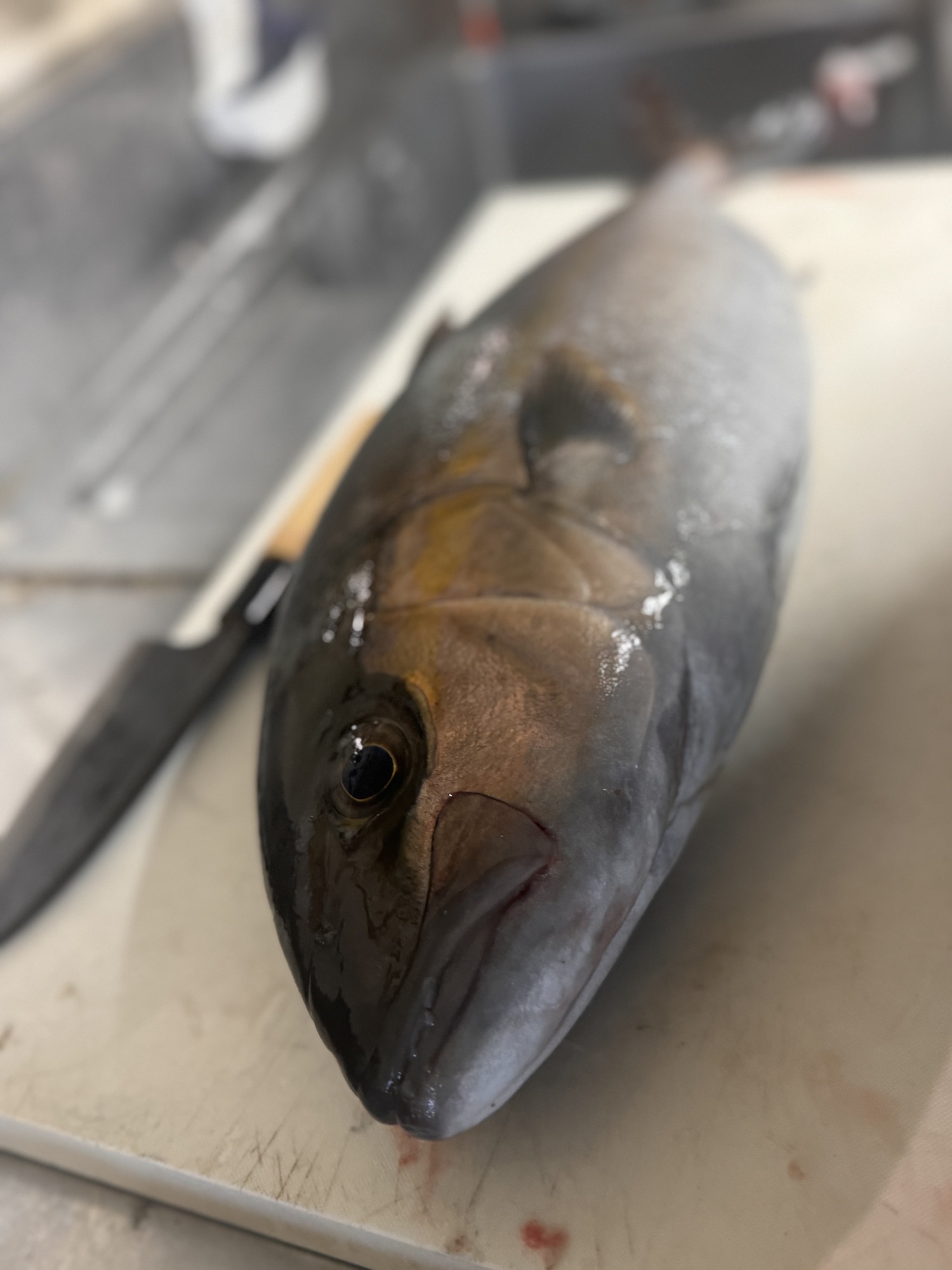 🐟🔪