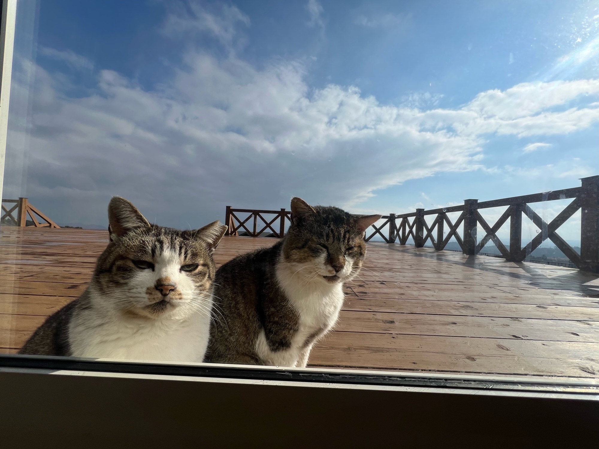 猫祭り