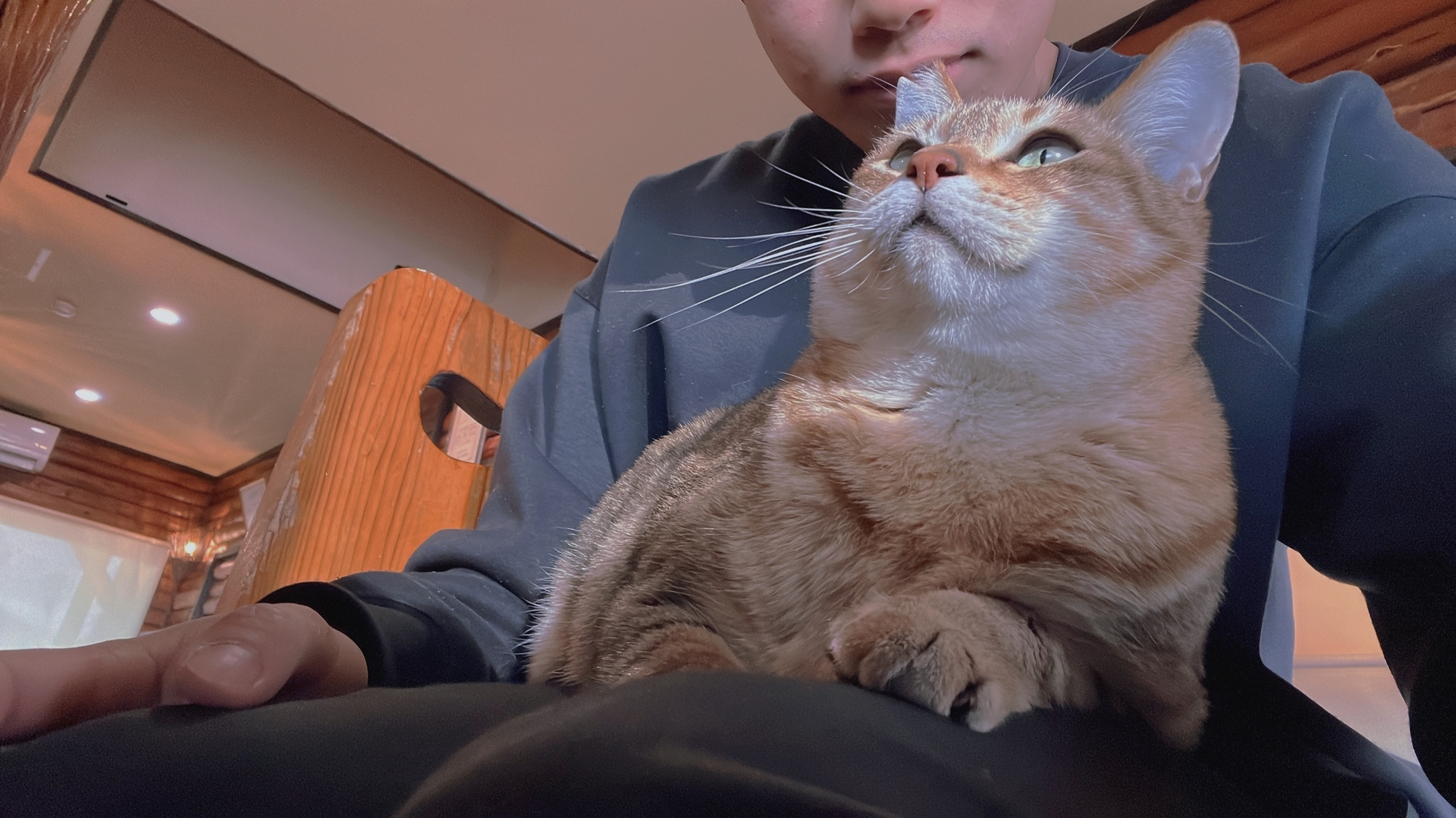 乗っかり🐱