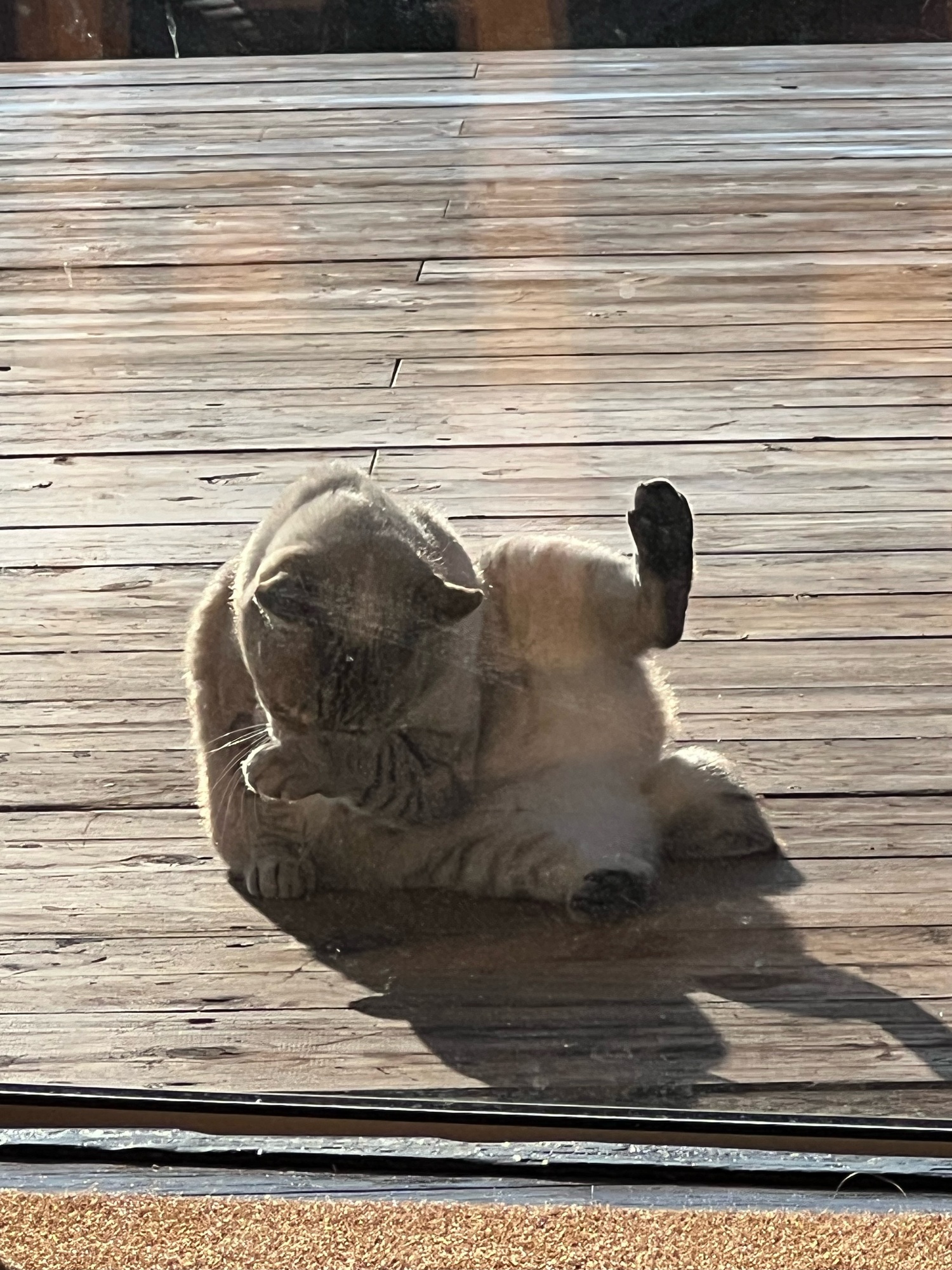 セクシー🐱