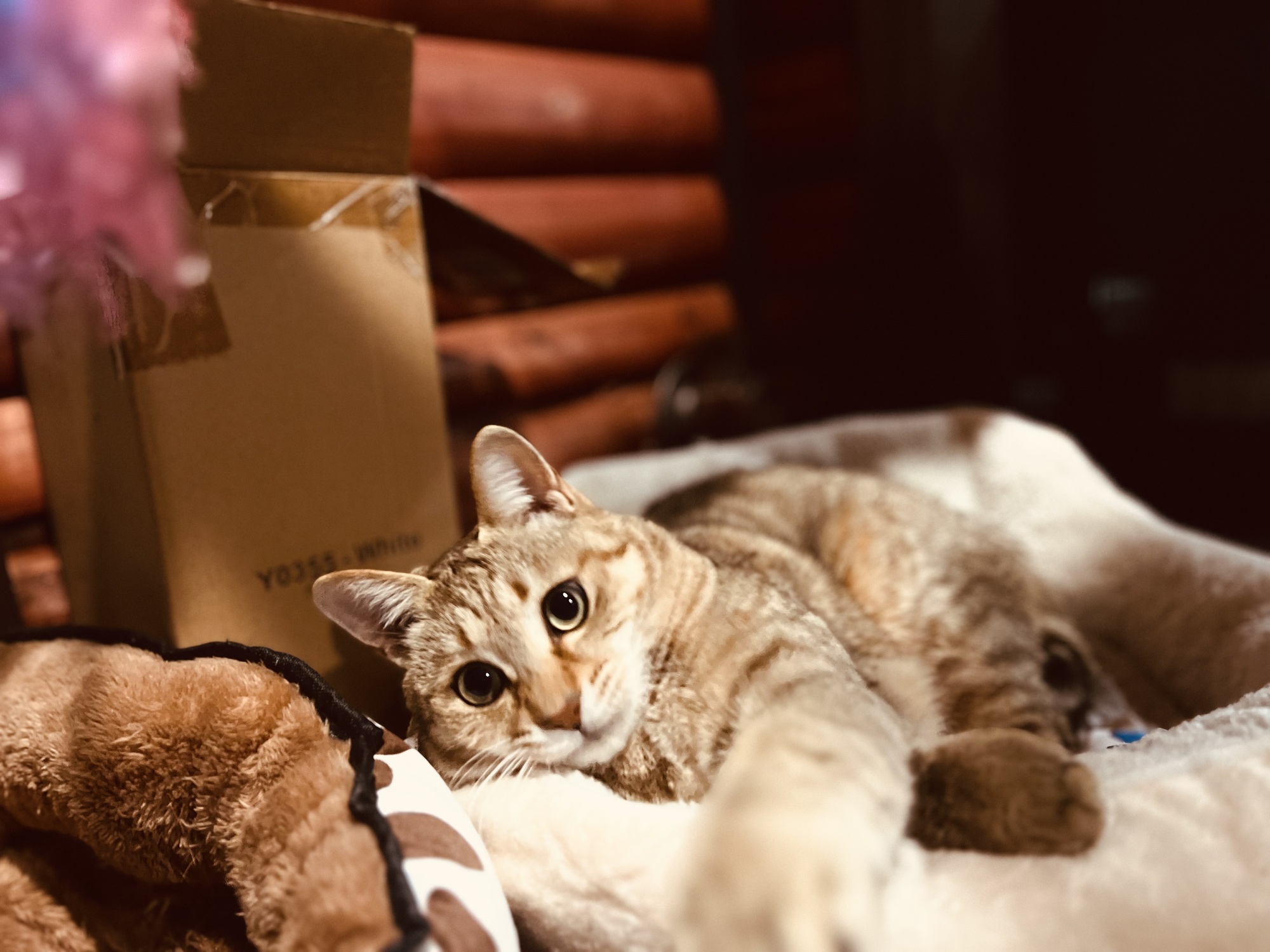 猫殿