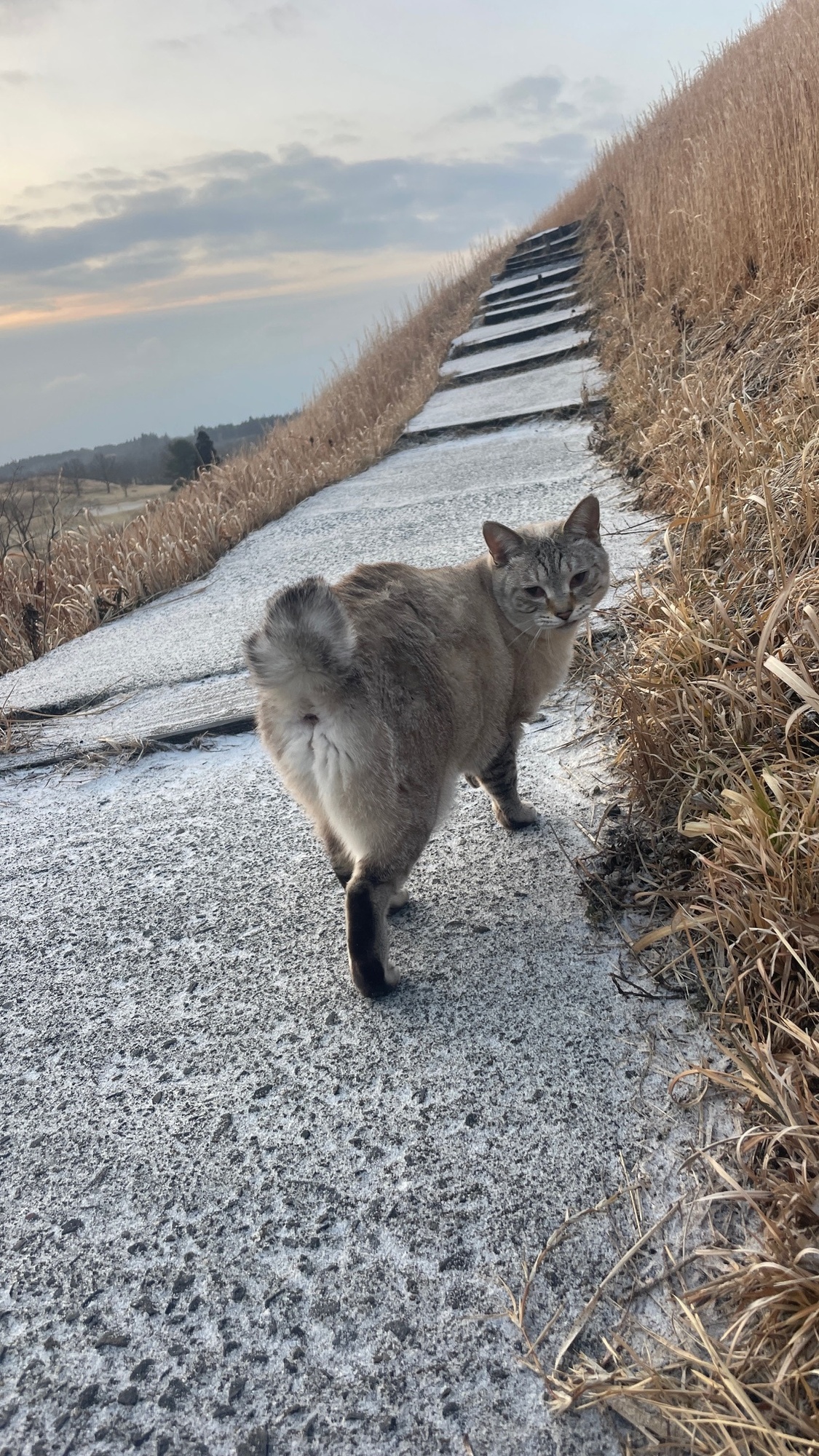 雪が再び。