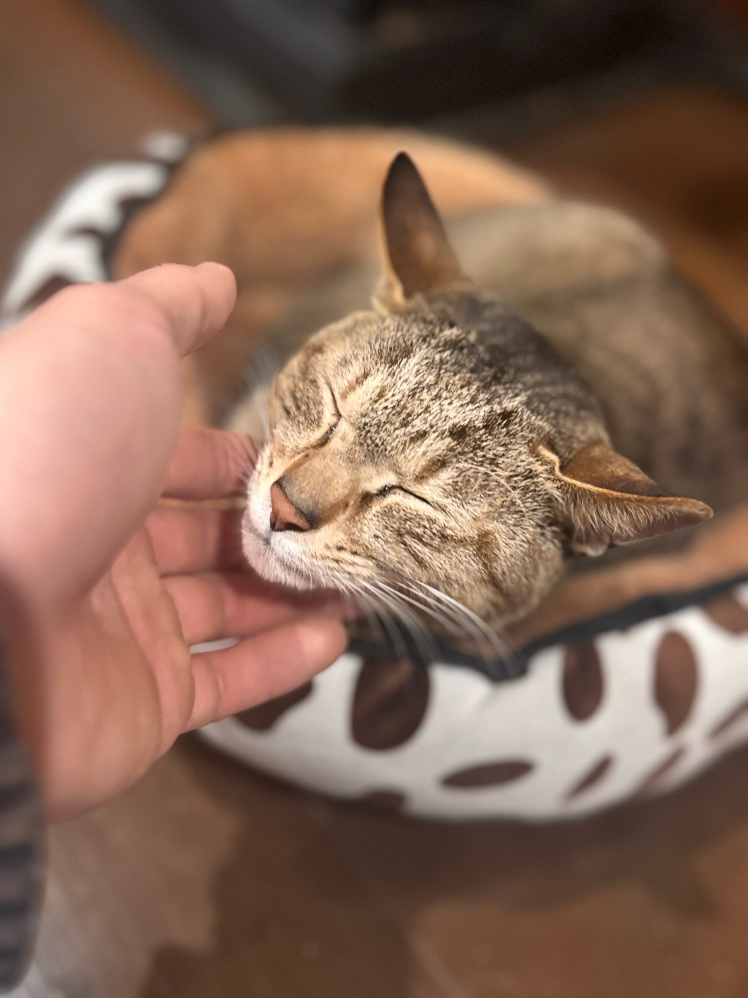 ねこぉ