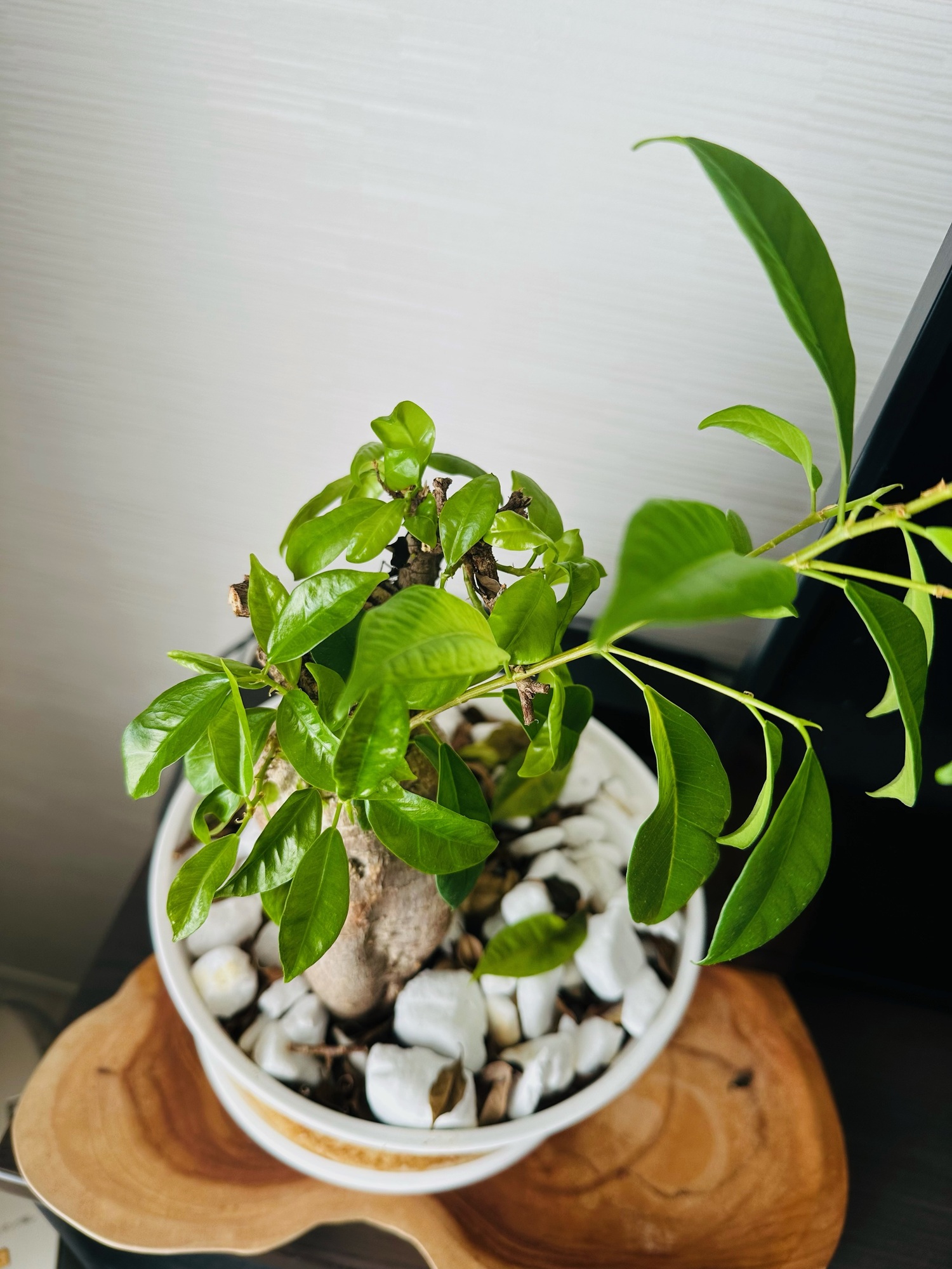 🌱