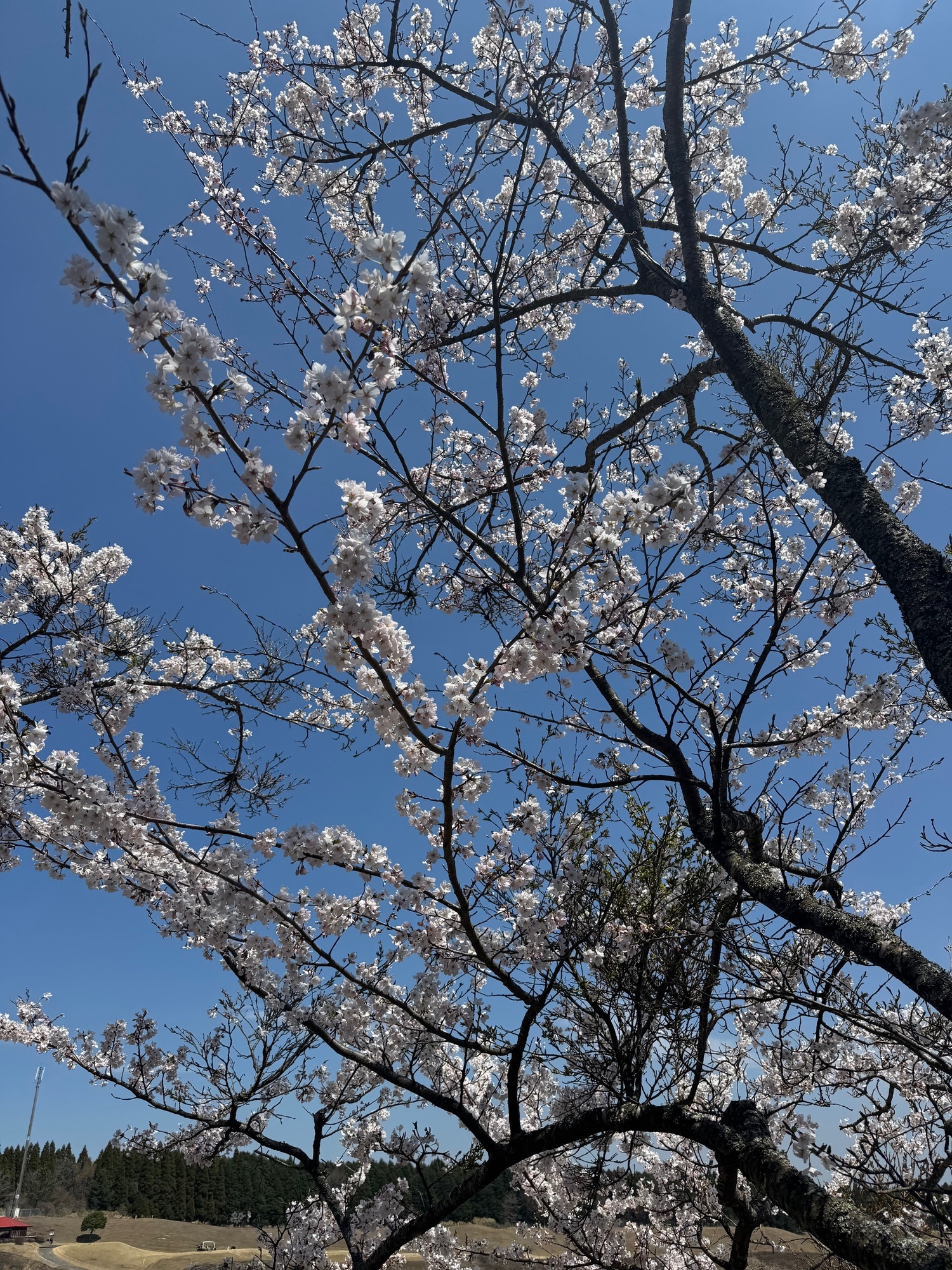 花より団子