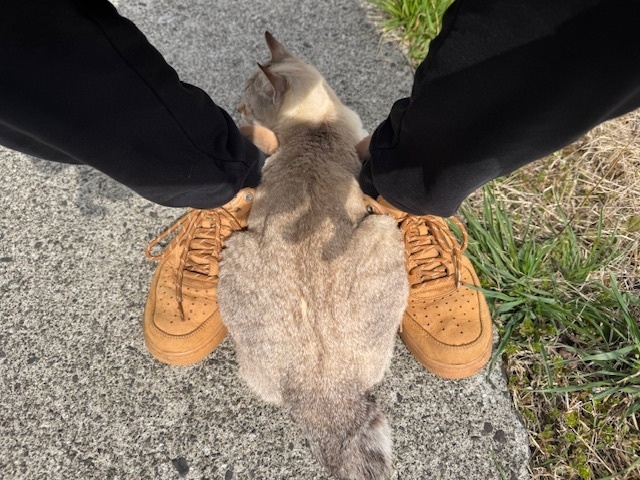 あにゃ