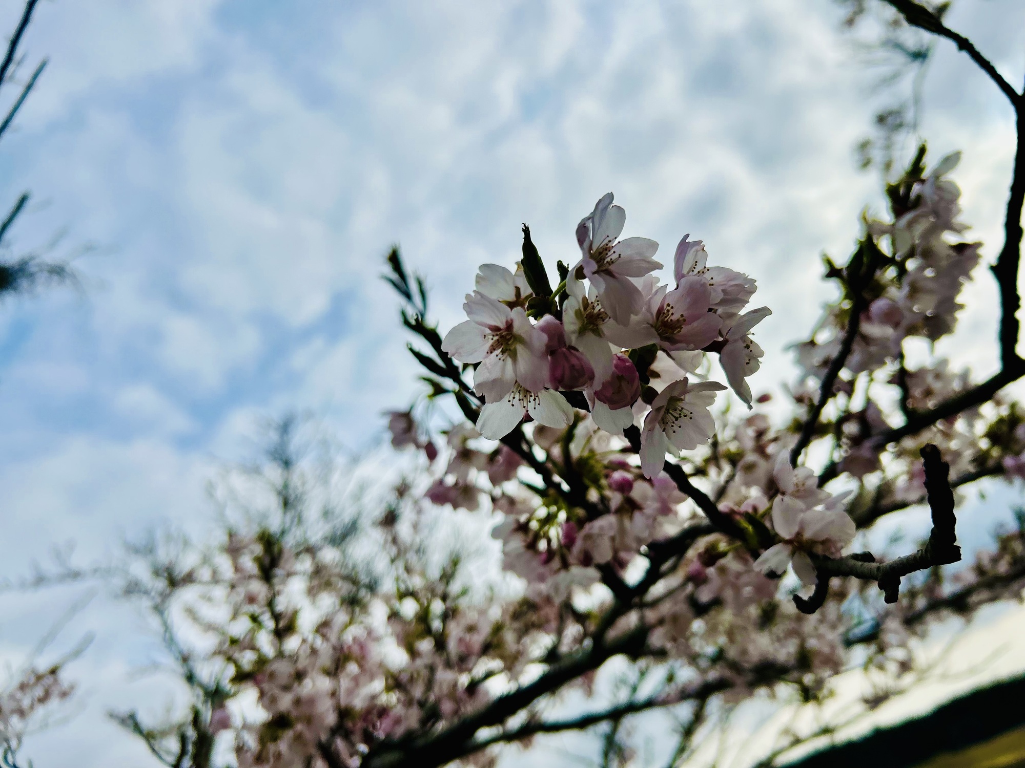 ディレイ桜