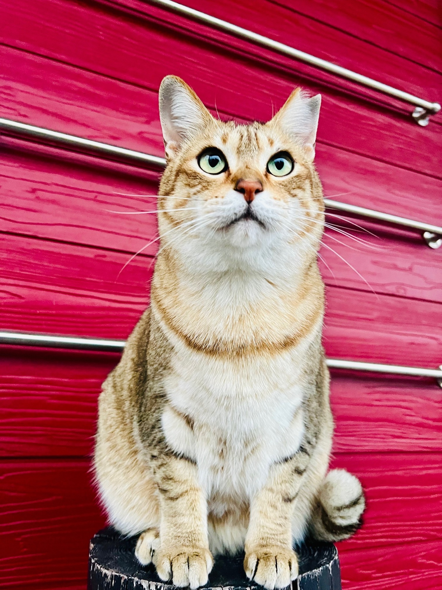 🐈