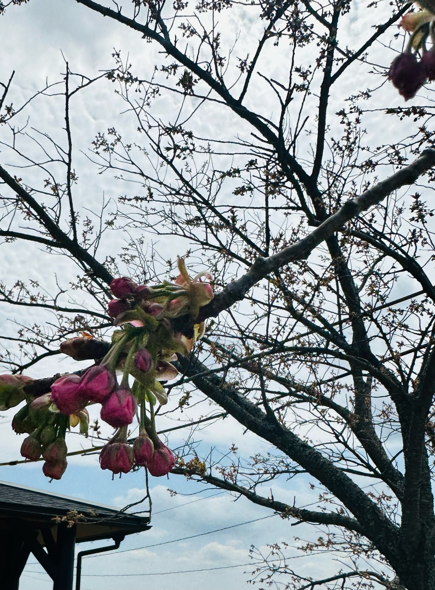 🌸