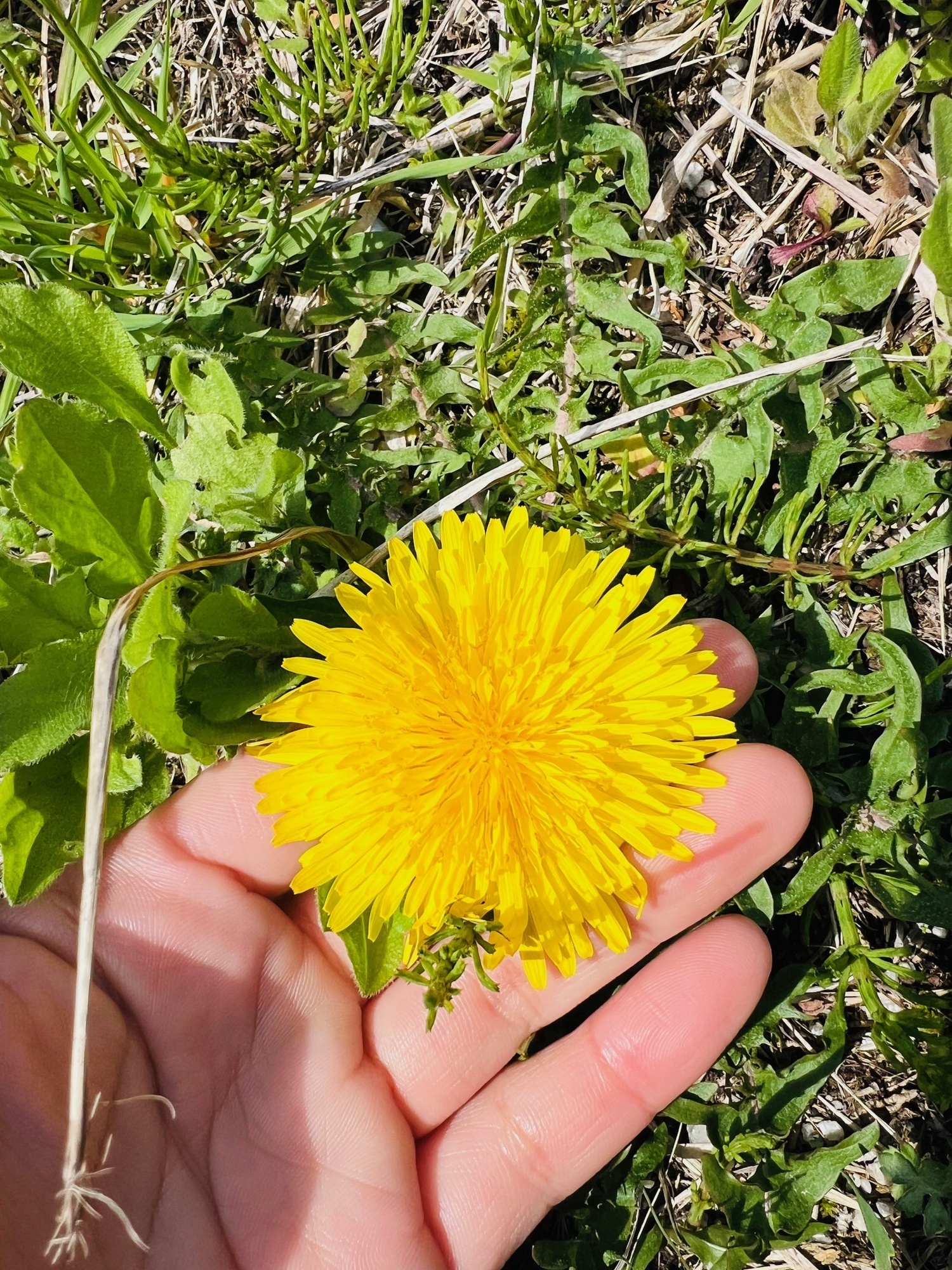 🌼