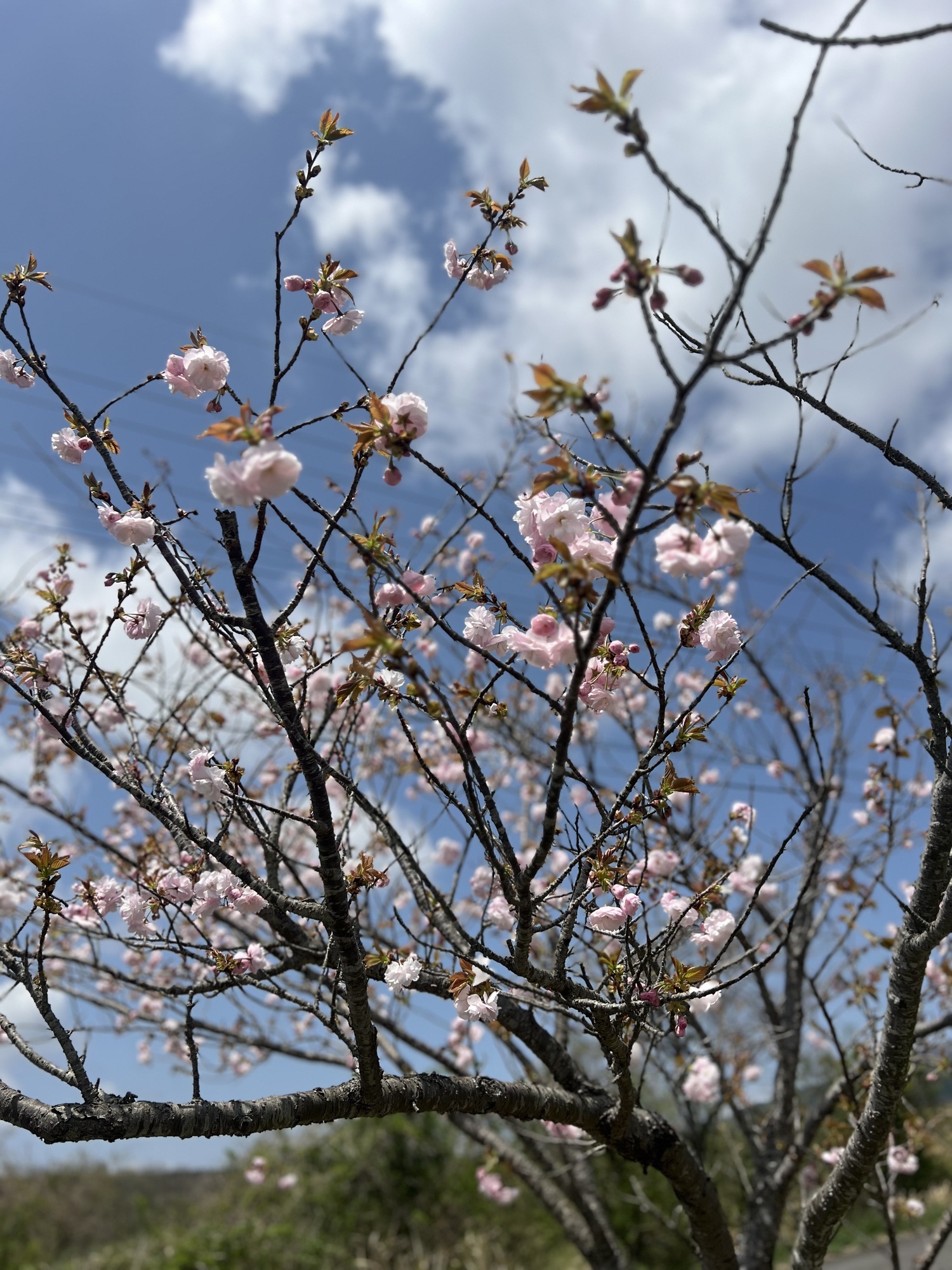 🌸