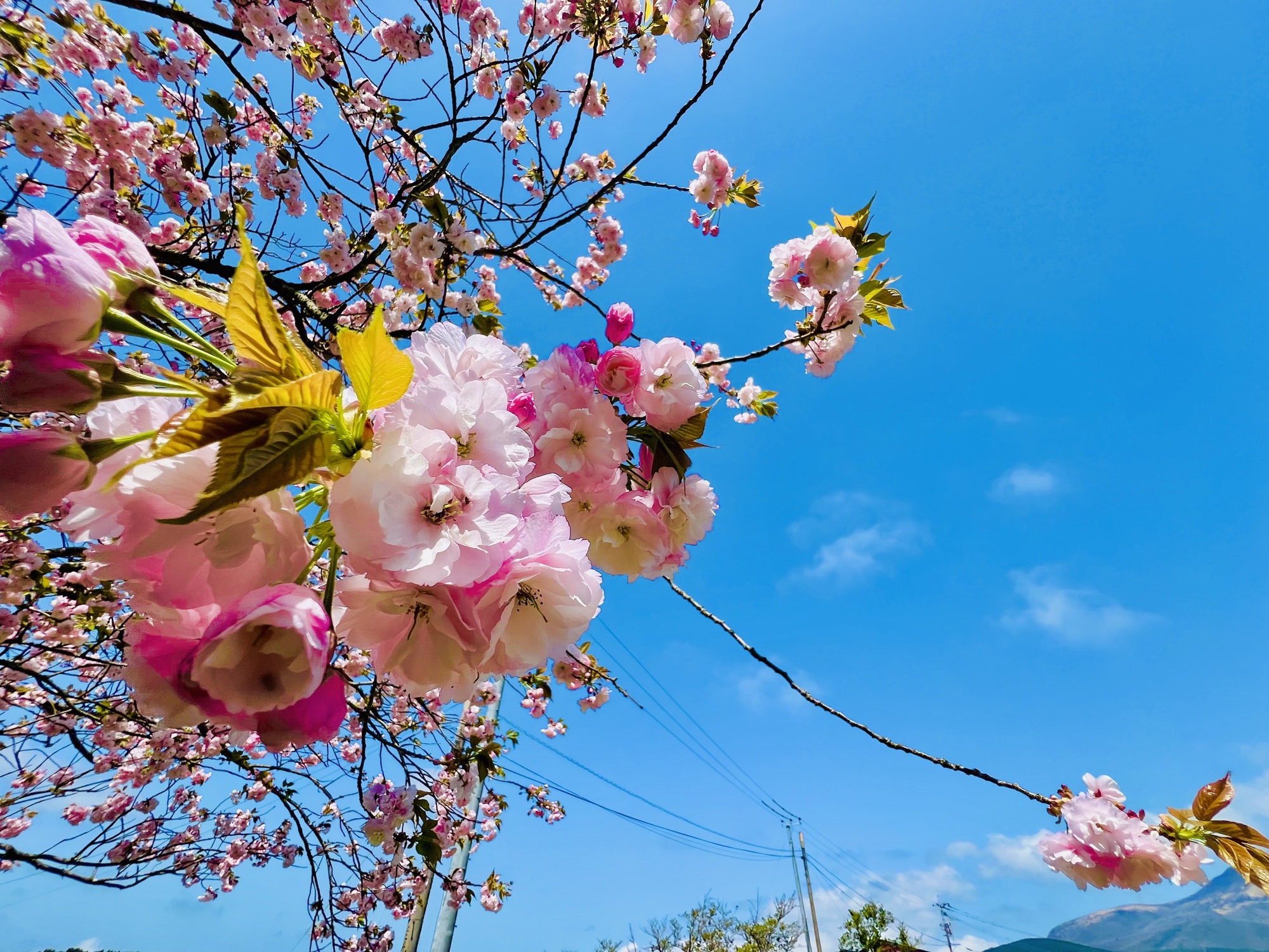 🌸