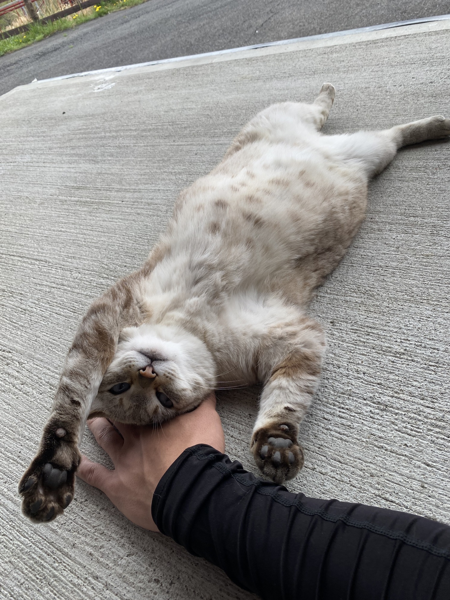 310🐈